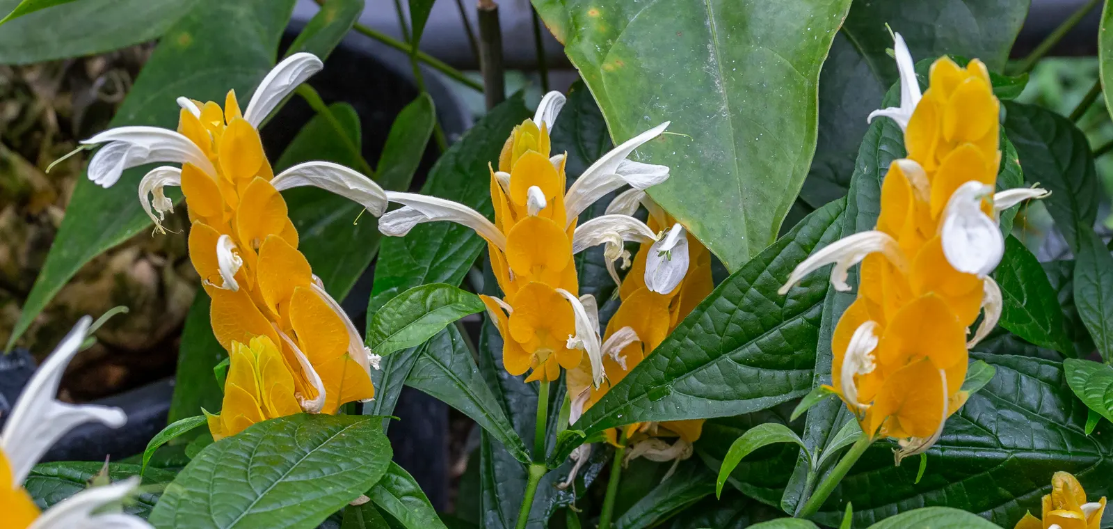 Golden Shrimp Plant (Pachystachys Lutea) — the plant presents showy flower spikes adorned with bright golden-yellow bracts; the Golden Shrimp Plant, image 78