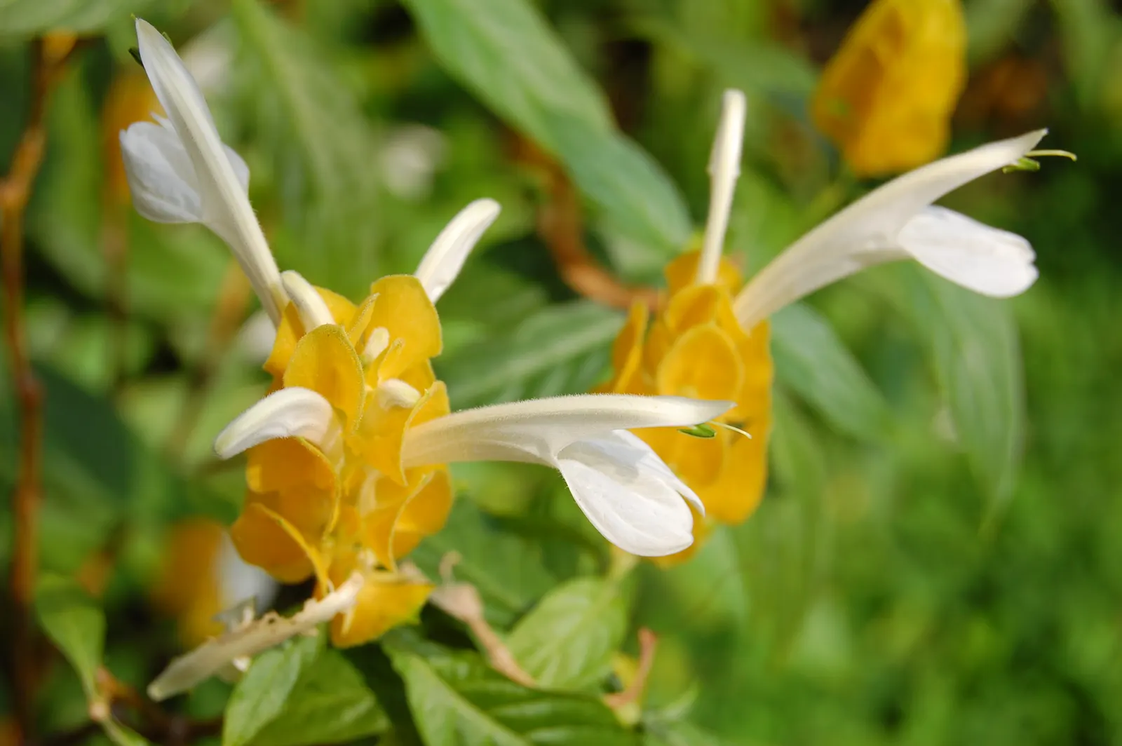 Golden Shrimp Plant (Pachystachys Lutea) — each measuring 3 to 6 inches in length; is a vibrant tropical perennial showcasing showy yellow bracts, image 76