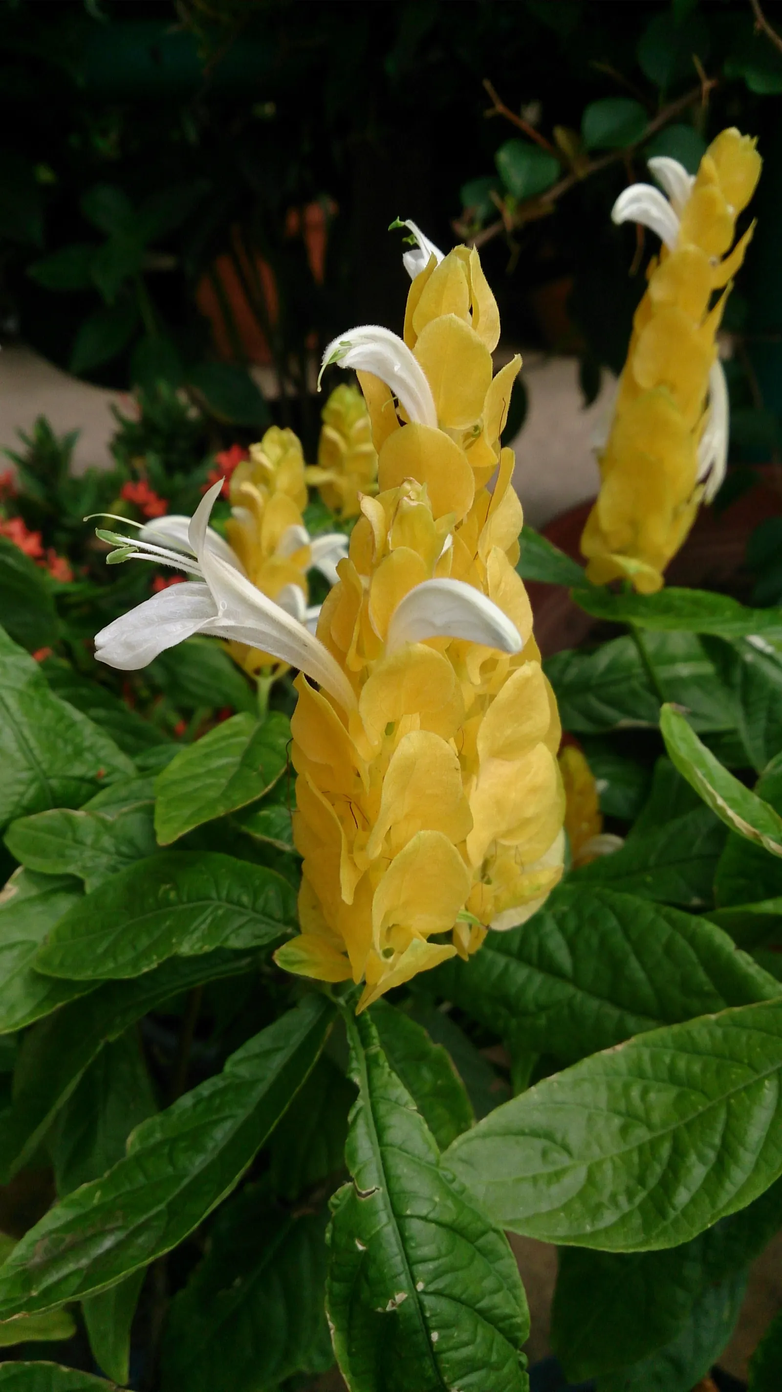 Golden Shrimp Plant (Pachystachys Lutea) — Although it is not cold-hardy and will require protection or indoor overwintering in colder regions, image 63