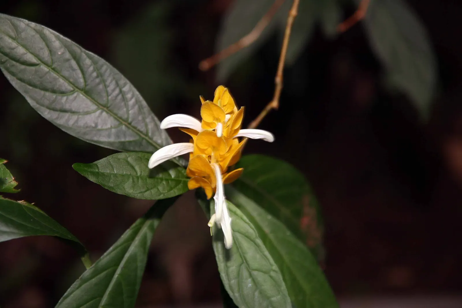 Golden Shrimp Plant (Pachystachys Lutea) — scientifically known as Pachystachys lutea; each measuring 3 to 6 inches in length