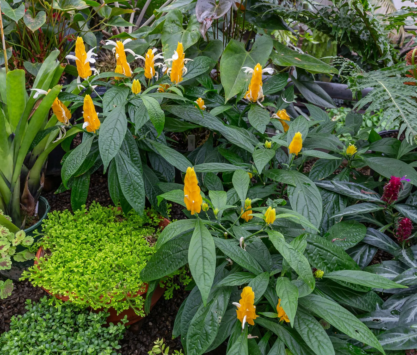 Golden Shrimp Plant (Pachystachys Lutea) — this striking plant typically reaches a mature height of 3 to 4 feet with a spread of 2 to 3 feet