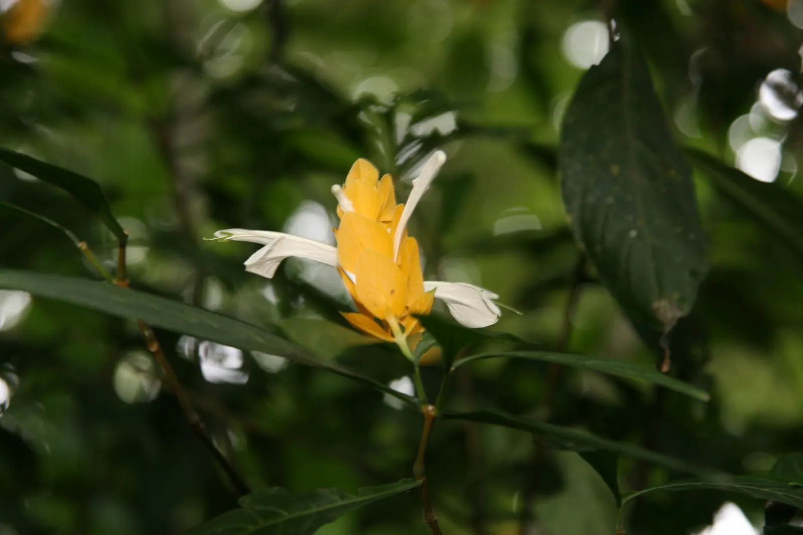 Golden Shrimp Plant (Pachystachys Lutea) — Ideal for borders or as a specimen plant, it offers striking texture and color to any landscape design, image 136
