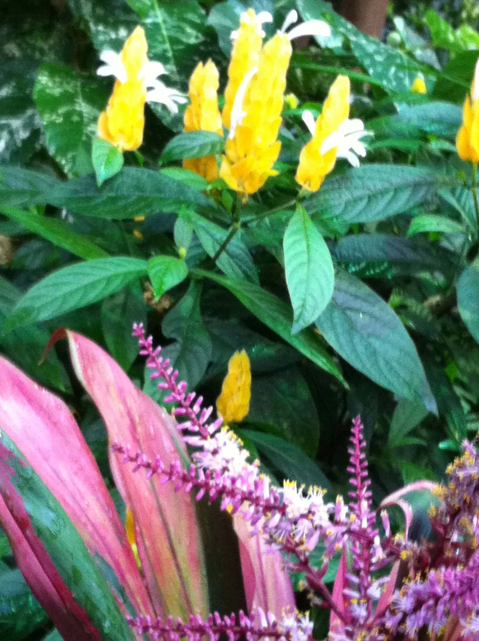 Golden Shrimp Plant (Pachystachys Lutea) — shrub for full or half; although it is not cold-hardy and will require protection or indoor, image 110
