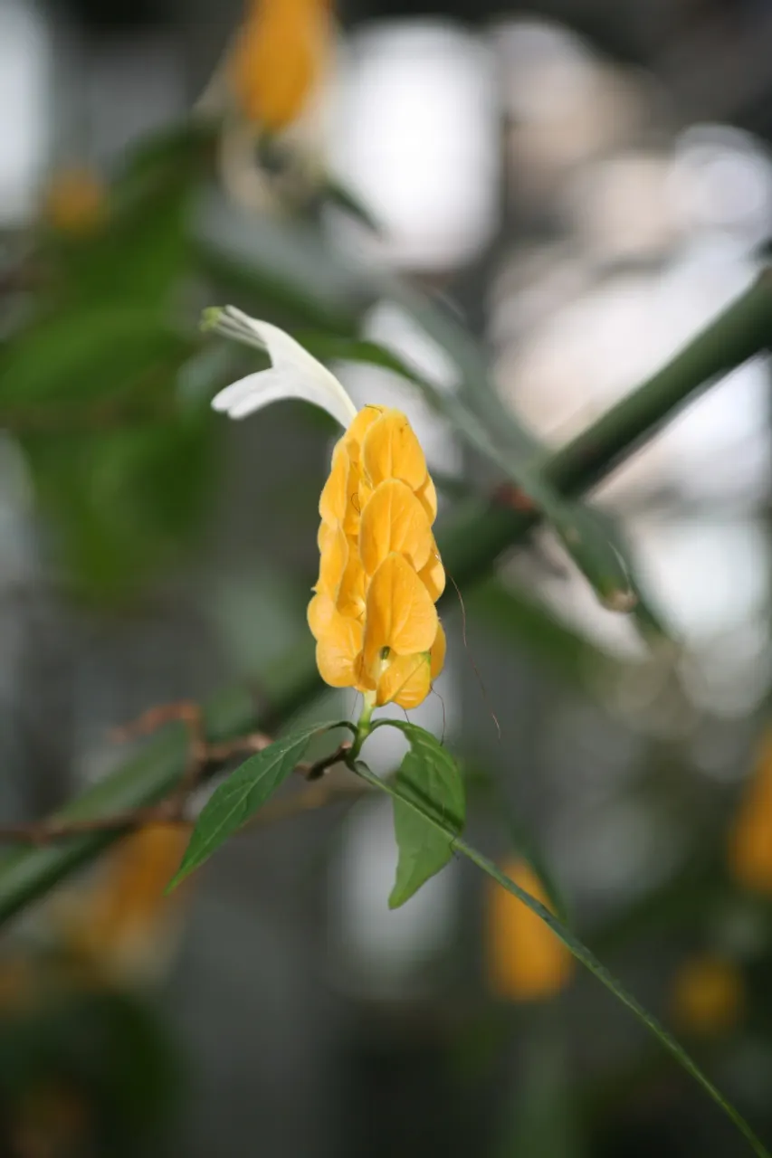 Golden Shrimp Plant (Pachystachys Lutea) — is a vibrant tropical perennial that offers a unique aesthetic appeal to any landscape design; fertile soil with a