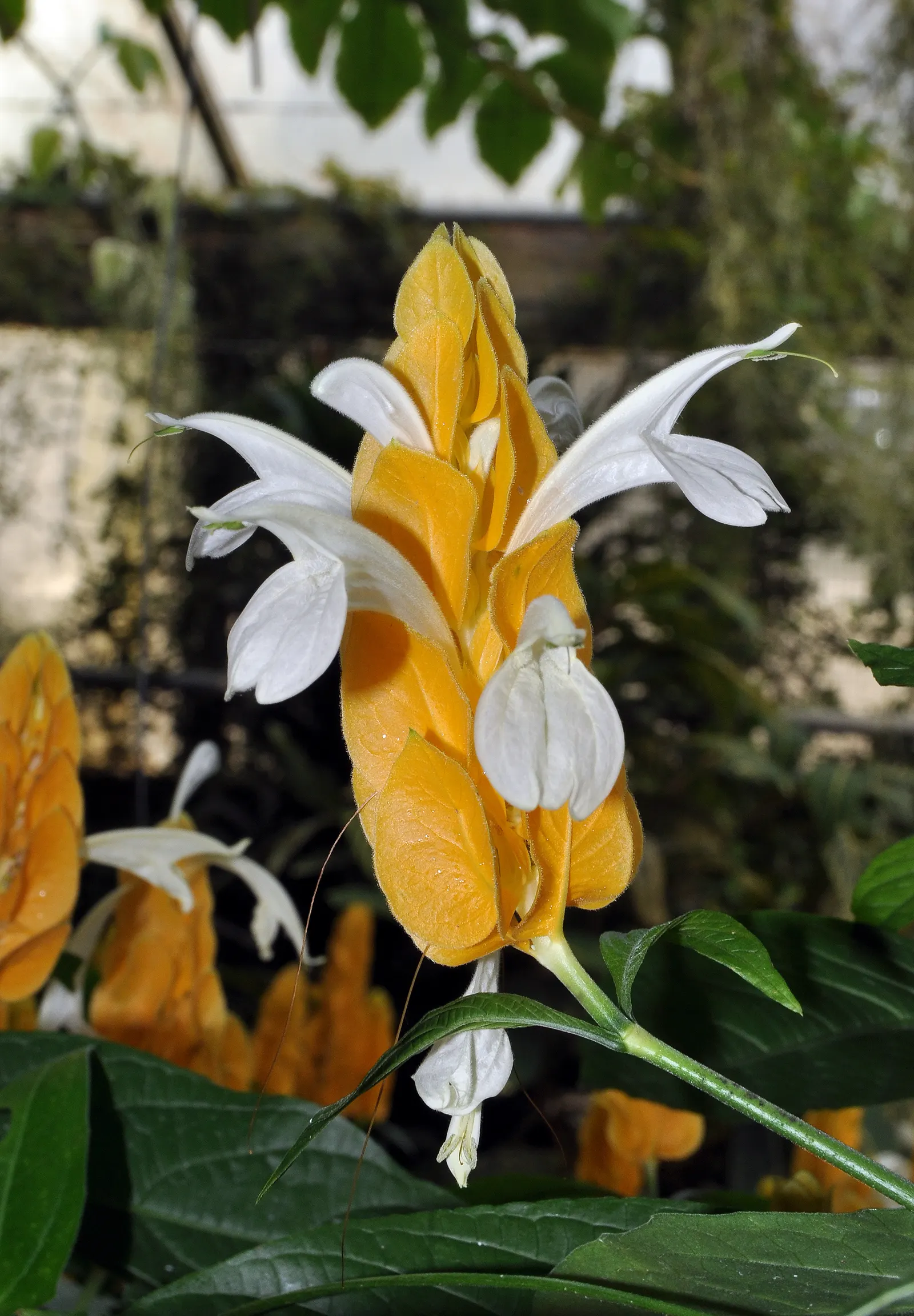 Golden Shrimp Plant (Pachystachys Lutea) — shrub with yellow blooms; the plant presents showy flower spikes adorned with bright golden-yellow bracts, image 109