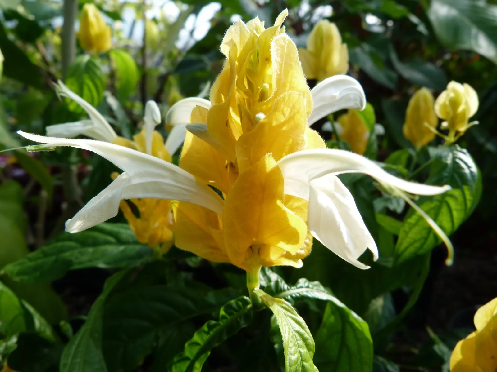 Golden Shrimp Plant (Pachystachys Lutea) — Native to the warm habitats of Peru; it thrives in partial shade, reaching 3-4 ft in height and 2-3 ft, image 73