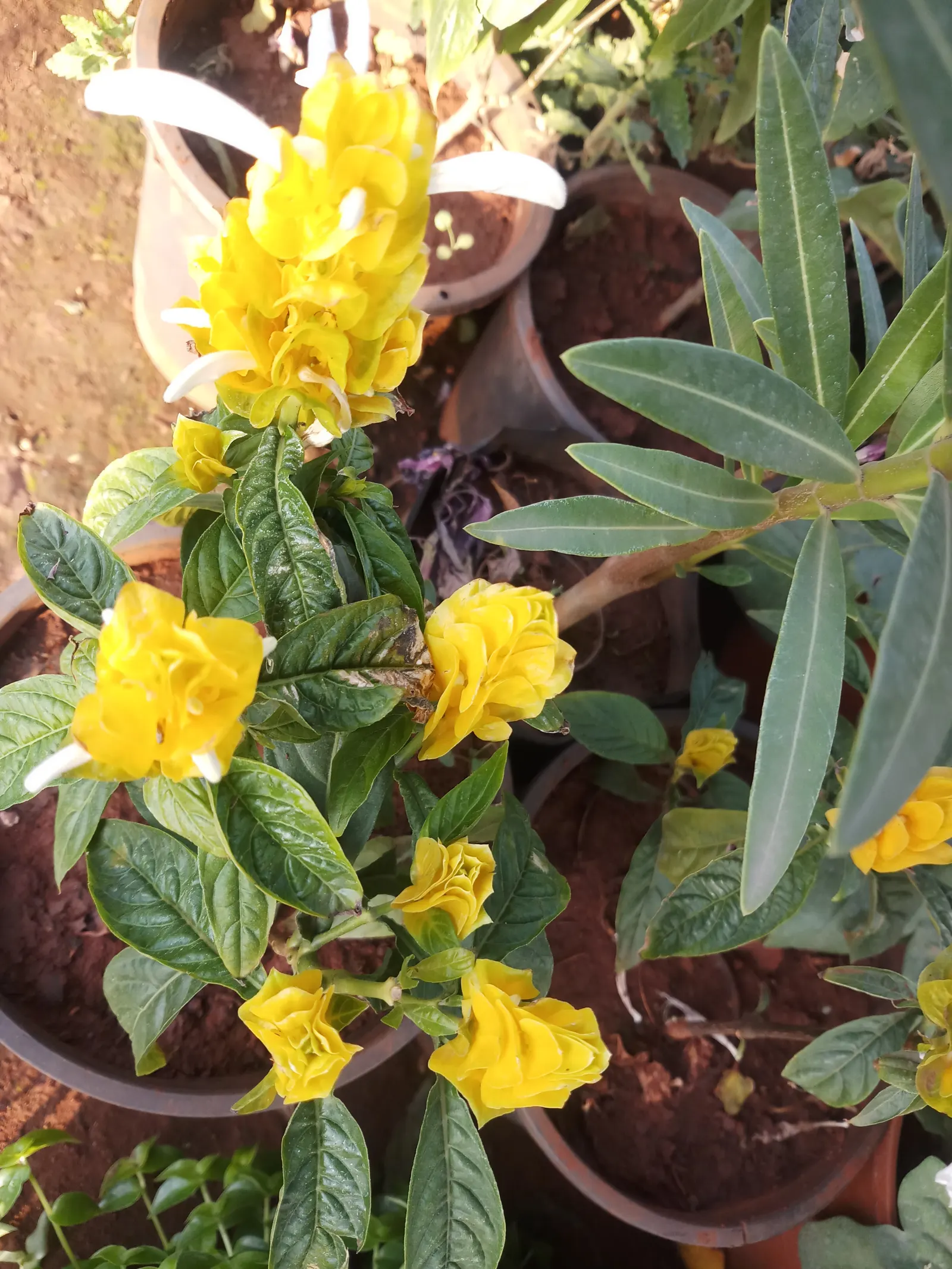 Golden Shrimp Plant (Pachystachys Lutea) — yellow flowers in the garden; scientifically known as Pachystachys lutea, image 64