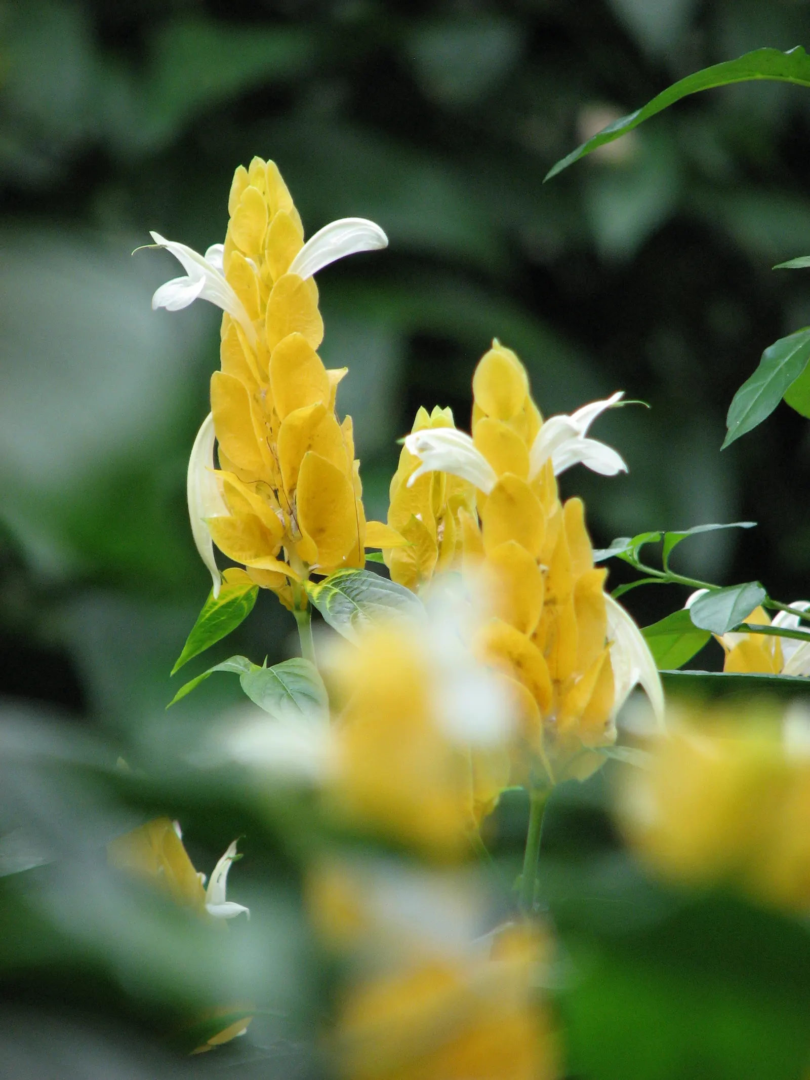Golden Shrimp Plant (Pachystachys Lutea) — Within these bracts, small white flowers emerge, offering a delightful contrast; native to the warm, image 58