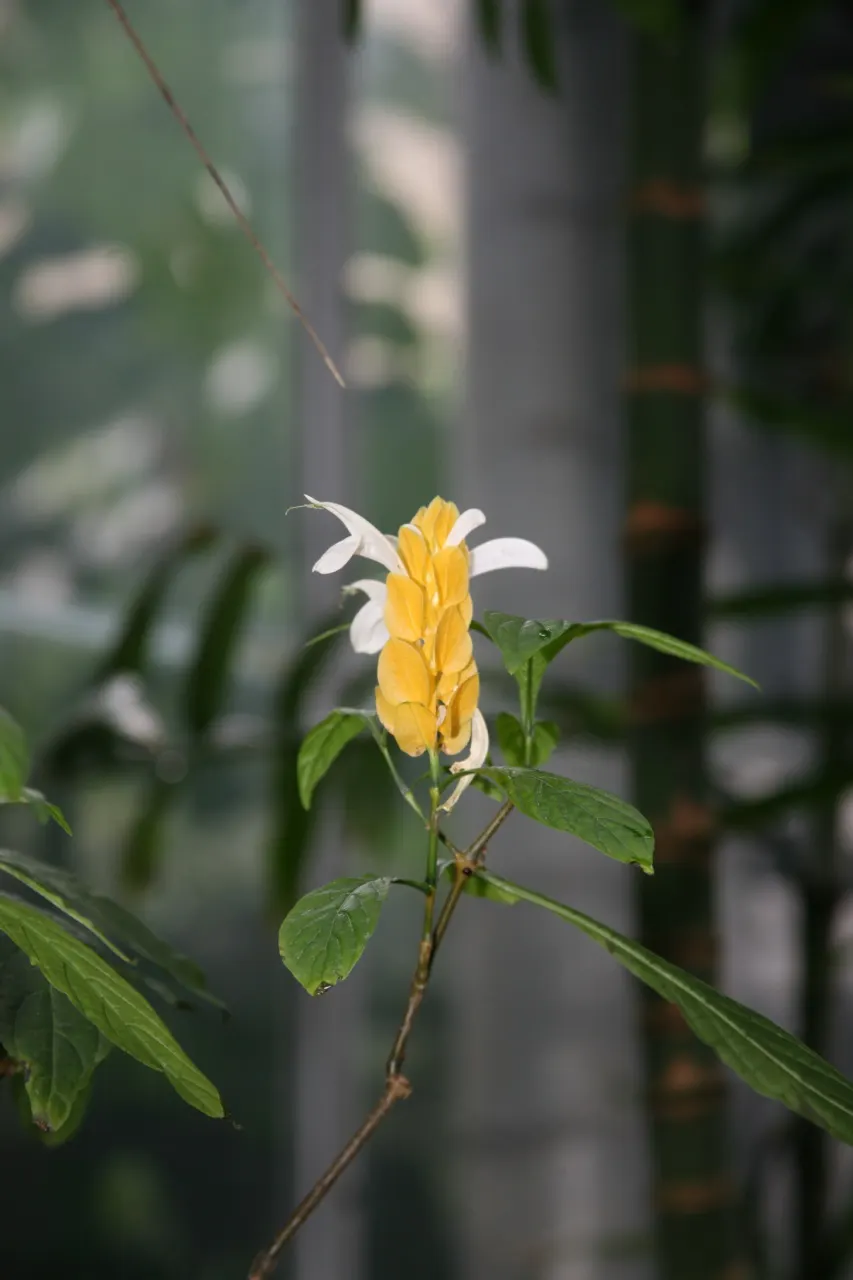 Golden Shrimp Plant (Pachystachys Lutea) — Although it is not cold-hardy and will require protection or indoor overwintering in colder regions