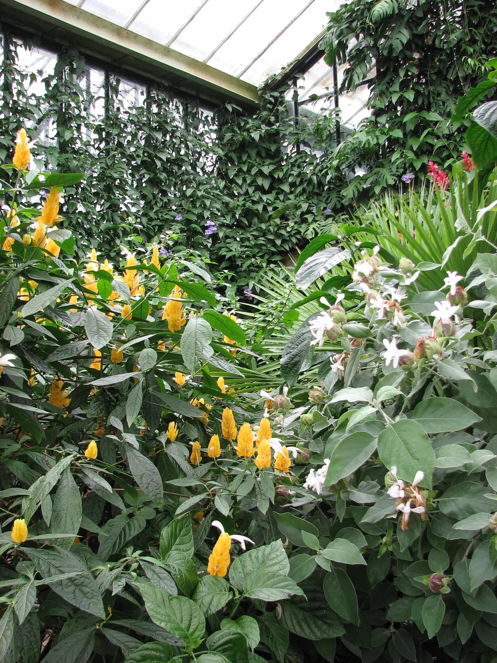 Golden Shrimp Plant (Pachystachys Lutea) — is a vibrant tropical perennial showcasing showy yellow bracts with white flowers; ideal for borders or, image 111