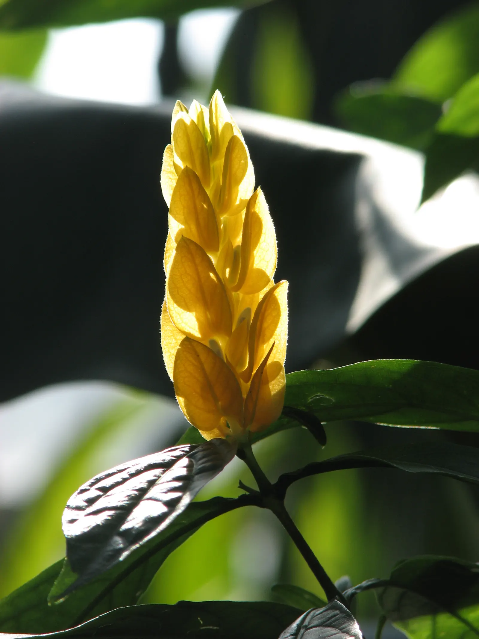 Golden Shrimp Plant (Pachystachys Lutea) — which resemble the shape of shrimp; shrub for full or half, image 101