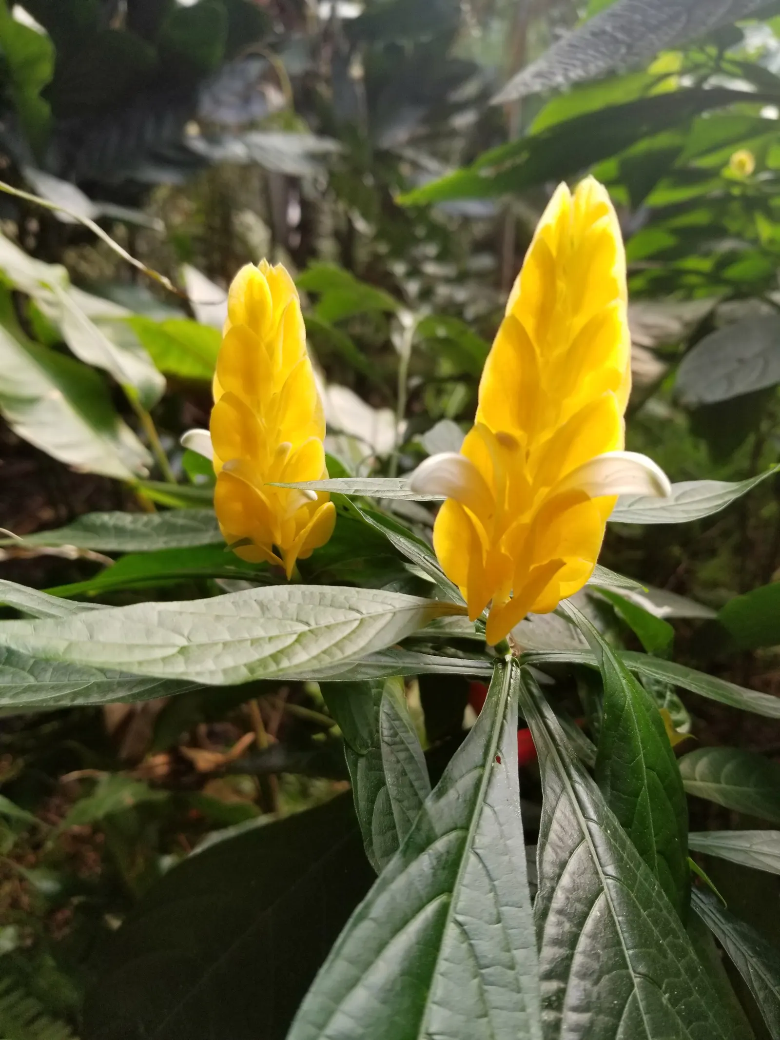 Golden Shrimp Plant (Pachystachys Lutea) — each measuring 3 to 6 inches in length; is a vibrant tropical perennial showcasing showy yellow bracts, image 120