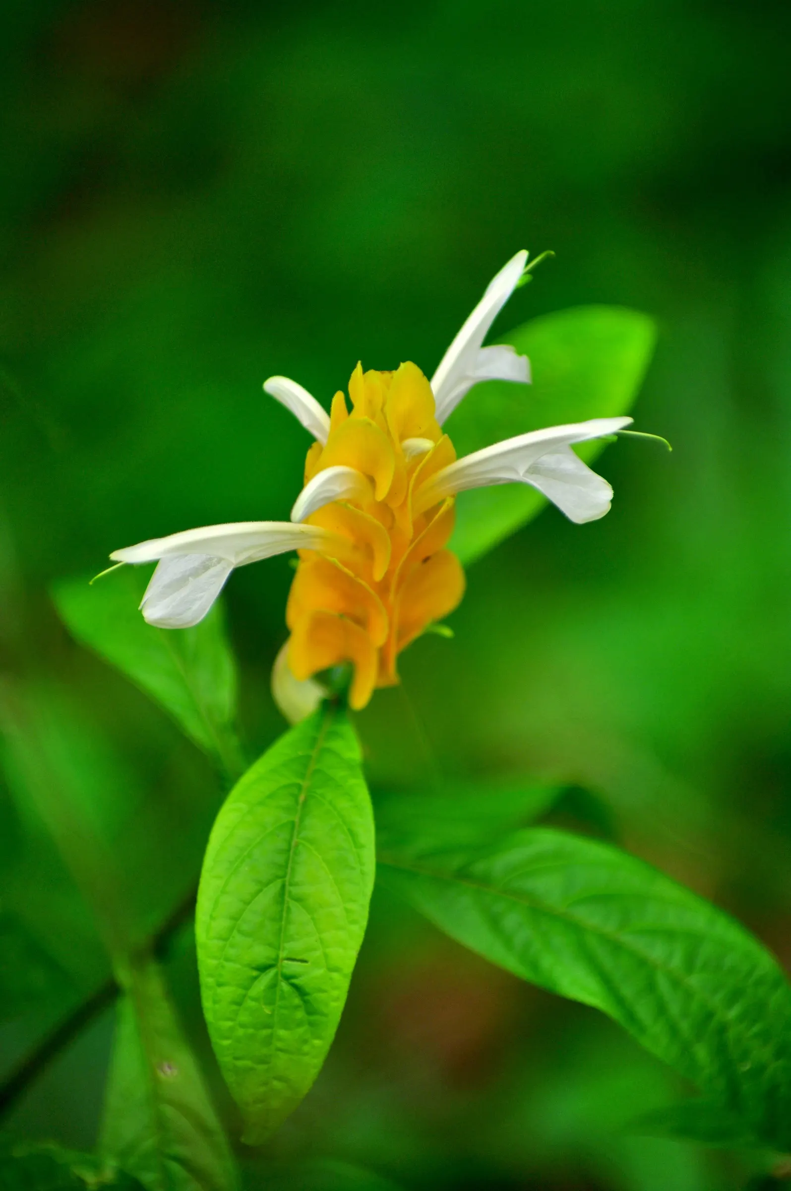 Golden Shrimp Plant (Pachystachys Lutea) — shrub with yellow blooms; the plant presents showy flower spikes adorned with bright golden-yellow bracts