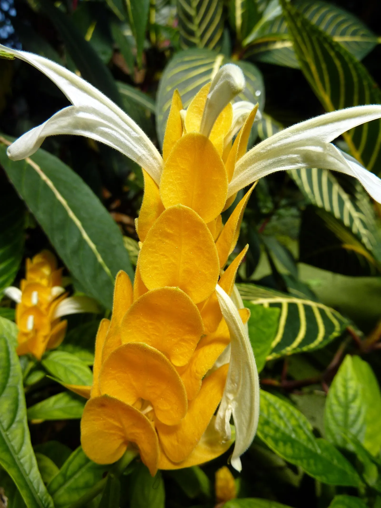 Golden Shrimp Plant (Pachystachys Lutea) — fertile soil with a regular watering schedule; is a vibrant tropical perennial that offers a unique, image 149