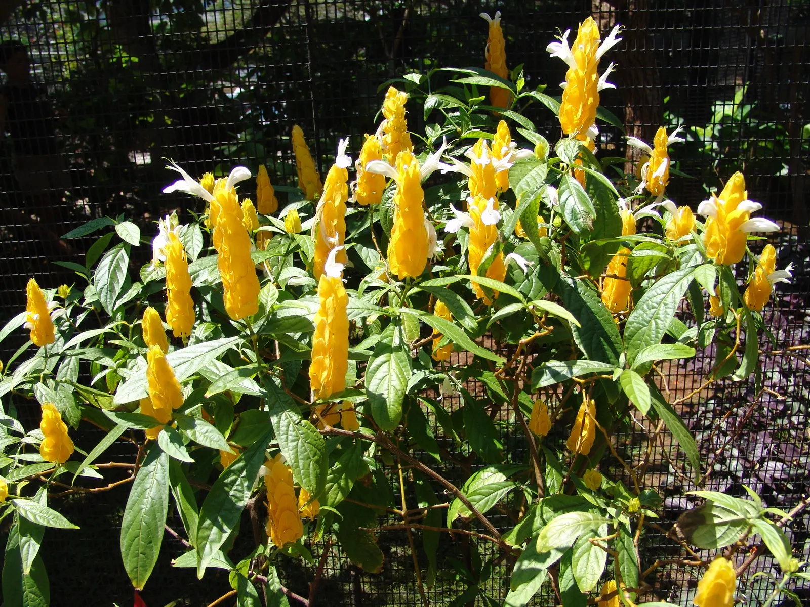 Golden Shrimp Plant (Pachystachys Lutea) — which resemble the shape of shrimp; shrub for full or half, image 79