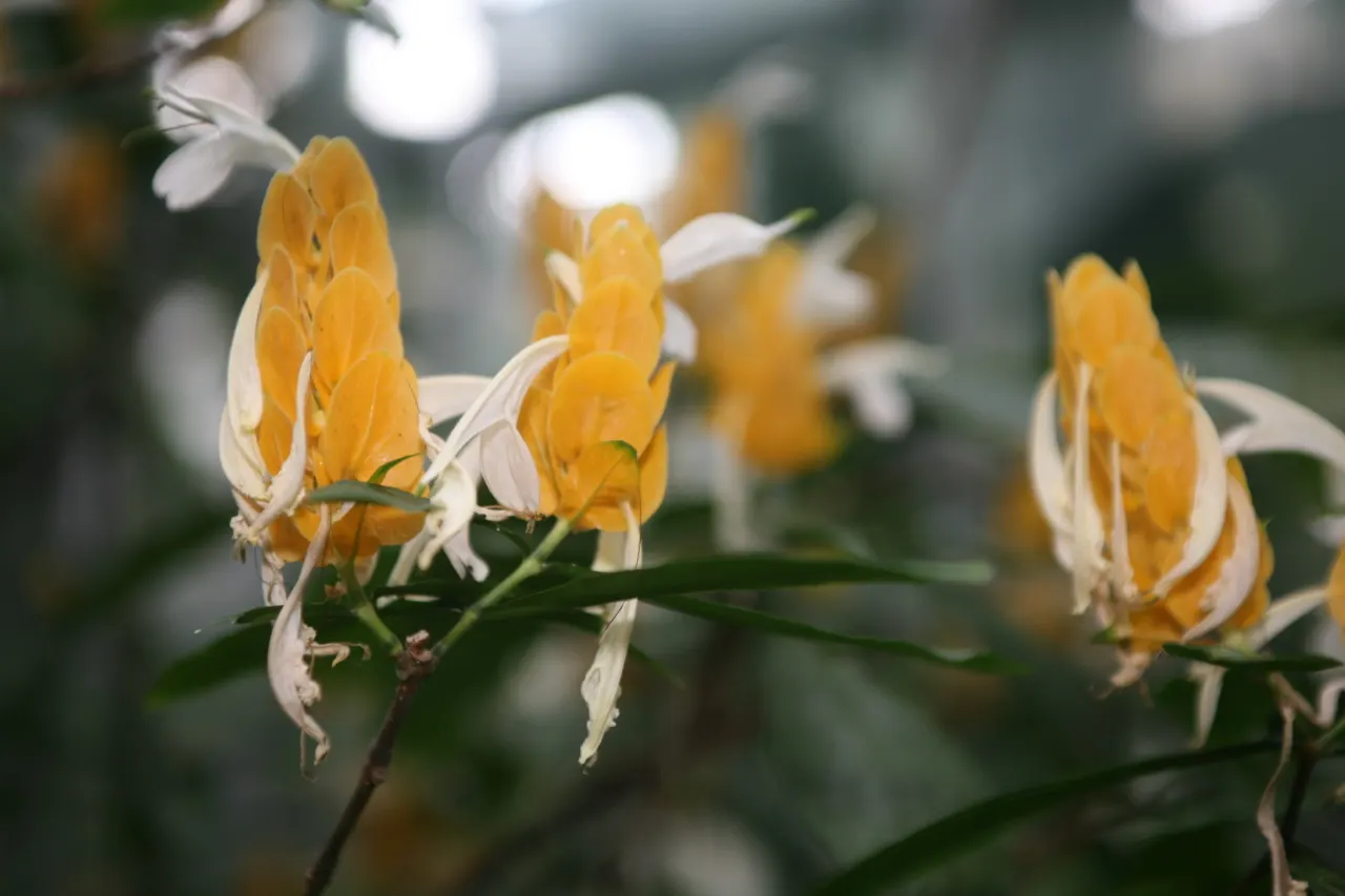 Golden Shrimp Plant (Pachystachys Lutea) — Within these bracts, small white flowers emerge, offering a delightful contrast; native to the warm habitats of Peru