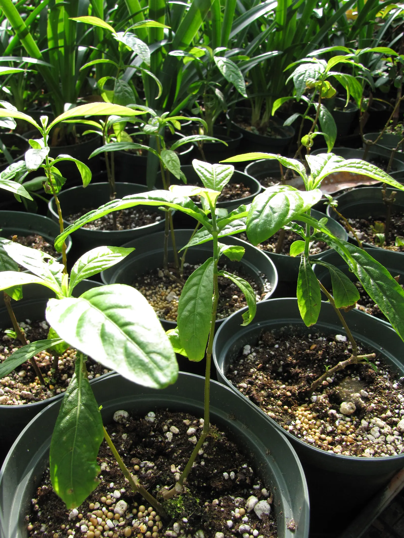 Golden Shrimp Plant (Pachystachys Lutea) — preferring partial shade but can tolerate full sun in cooler climates.<br><br>For optimal growth; shrub, image 82