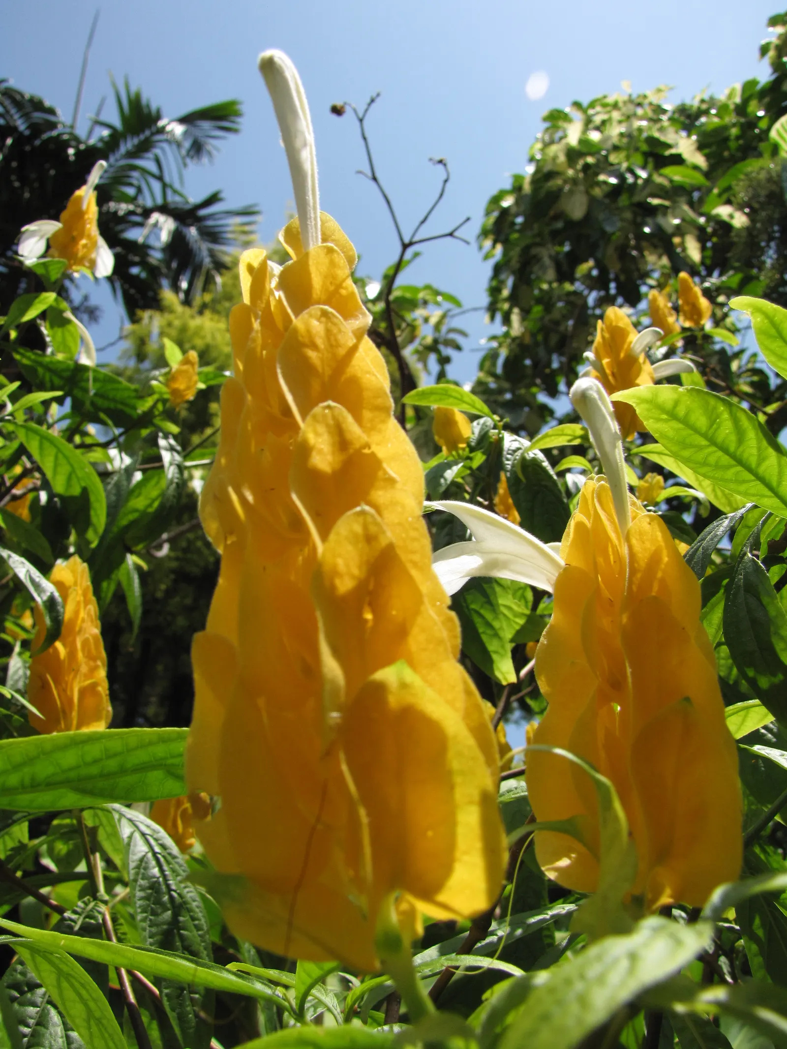 Golden Shrimp Plant (Pachystachys Lutea) — Ideal for borders or as a specimen plant, it offers striking texture and color to any landscape design, image 48