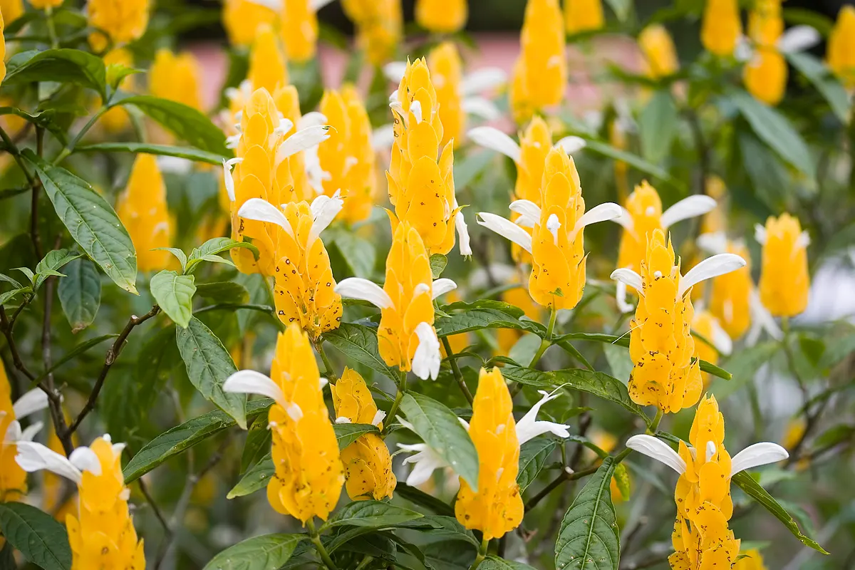 Golden Shrimp Plant (Pachystachys Lutea) — Within these bracts, small white flowers emerge, offering a delightful contrast; native to the warm, image 102