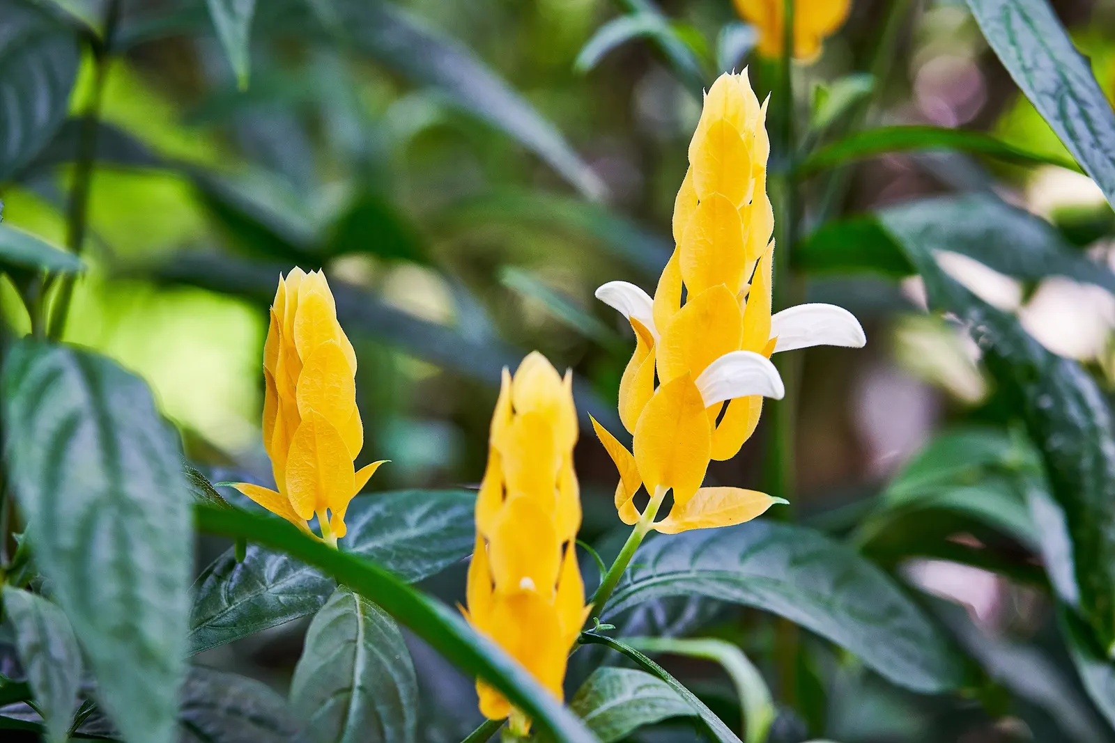 Golden Shrimp Plant (Pachystachys Lutea) — preferring partial shade but can tolerate full sun in cooler climates.<br><br>For optimal growth; shrub with yellow