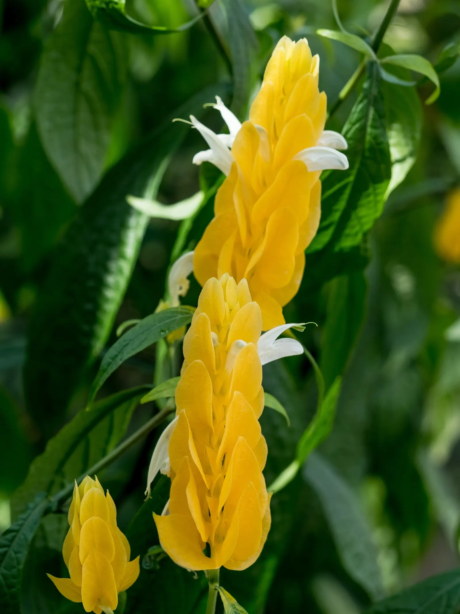 Golden Shrimp Plant (Pachystachys Lutea) — Its upright growth habit and lance-shaped; preferring partial shade but can tolerate full sun in cooler, image 119