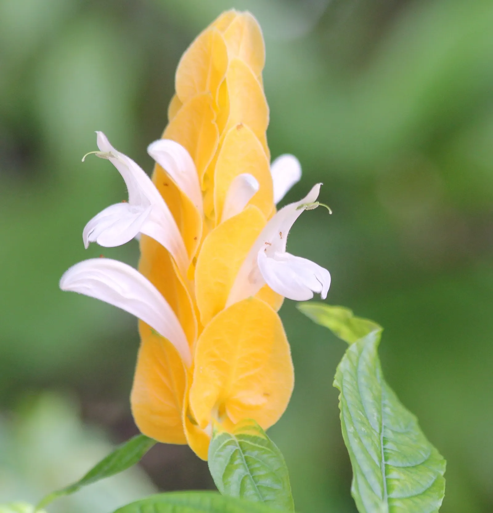 Golden Shrimp Plant (Pachystachys Lutea) — is a vibrant tropical perennial that offers a unique aesthetic appeal to any landscape design; fertile, image 116