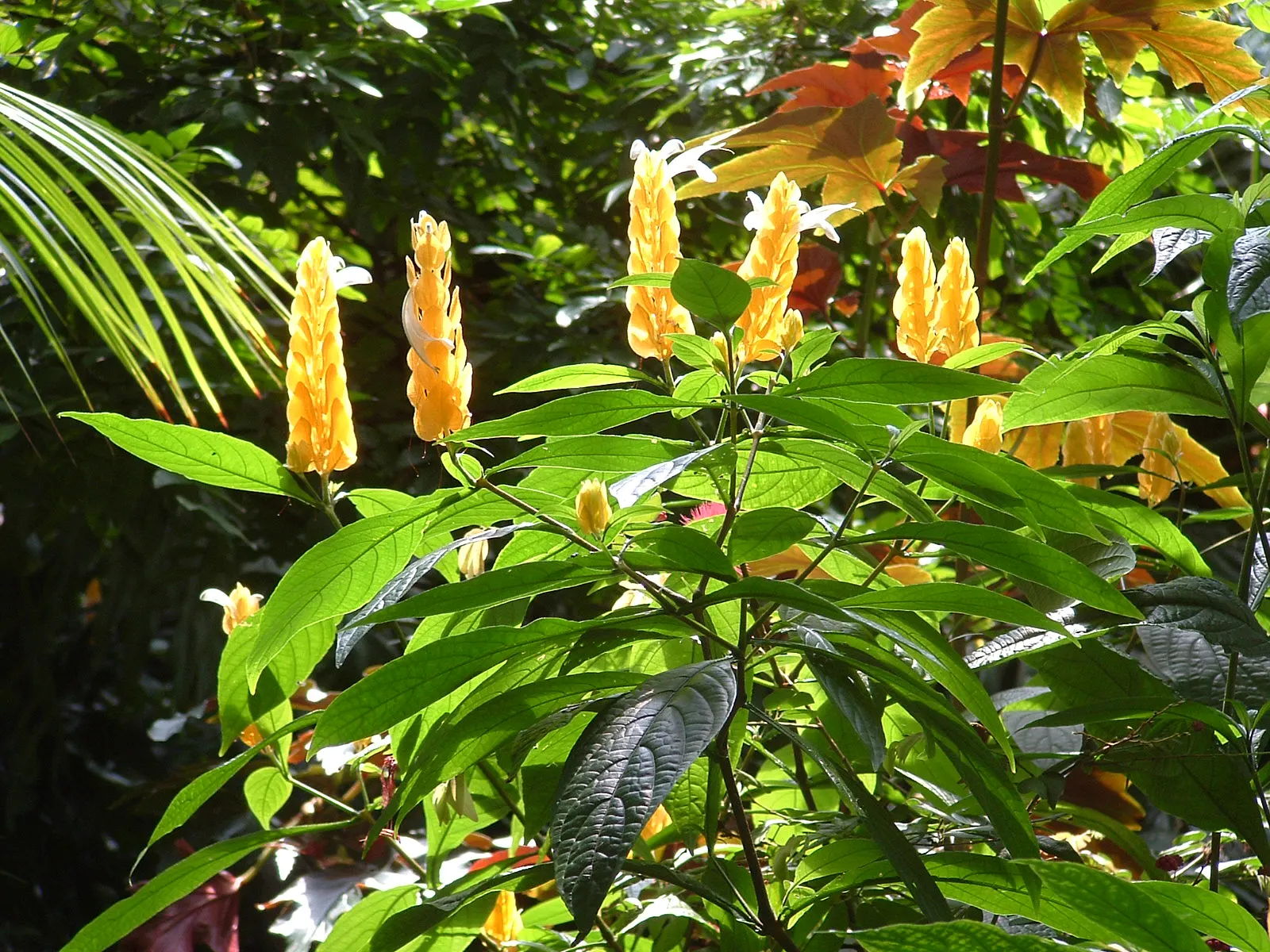 Golden Shrimp Plant (Pachystachys Lutea) — This hummingbird attractor prefers moist, well-drained soil; maintaining even moisture without over-saturation to
