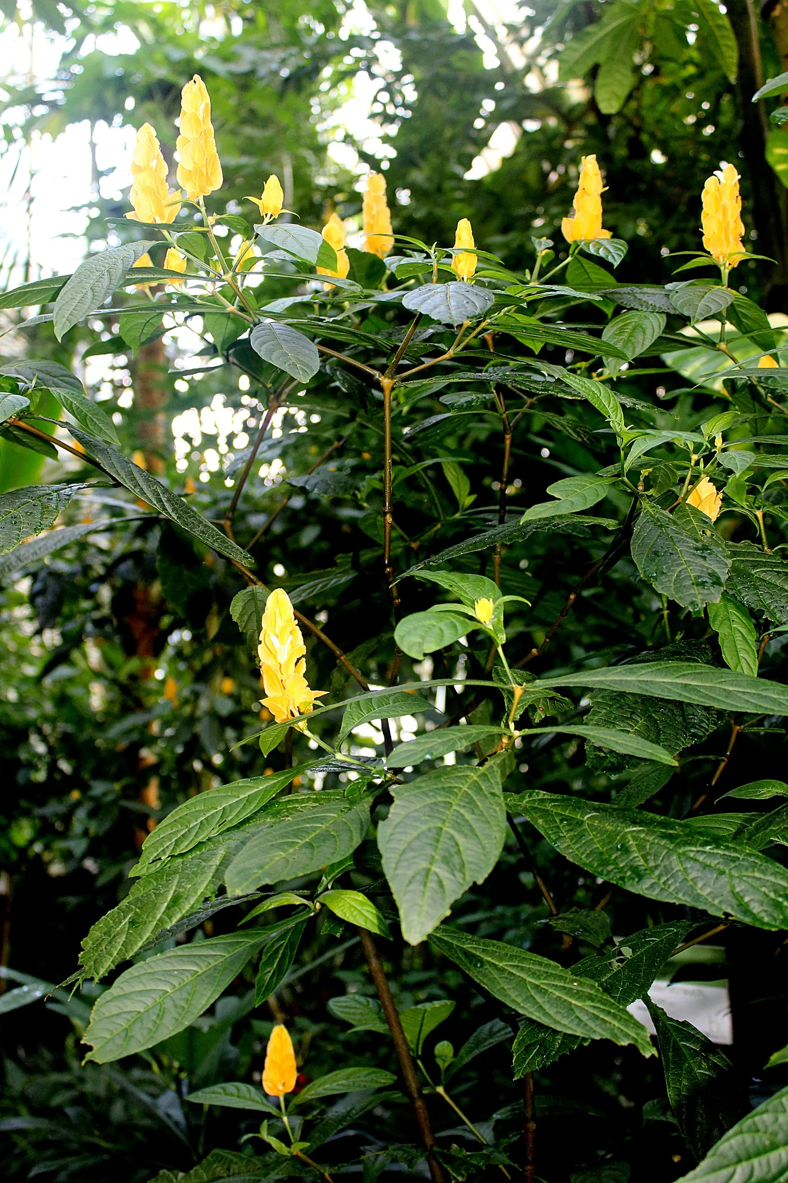Golden Shrimp Plant (Pachystachys Lutea) — is a vibrant tropical perennial showcasing showy yellow bracts with white flowers; ideal for borders or as a