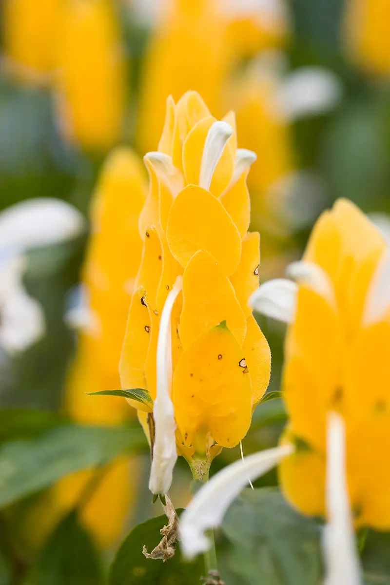 Golden Shrimp Plant (Pachystachys Lutea) — shrub for full or half; although it is not cold-hardy and will require protection or indoor, image 132
