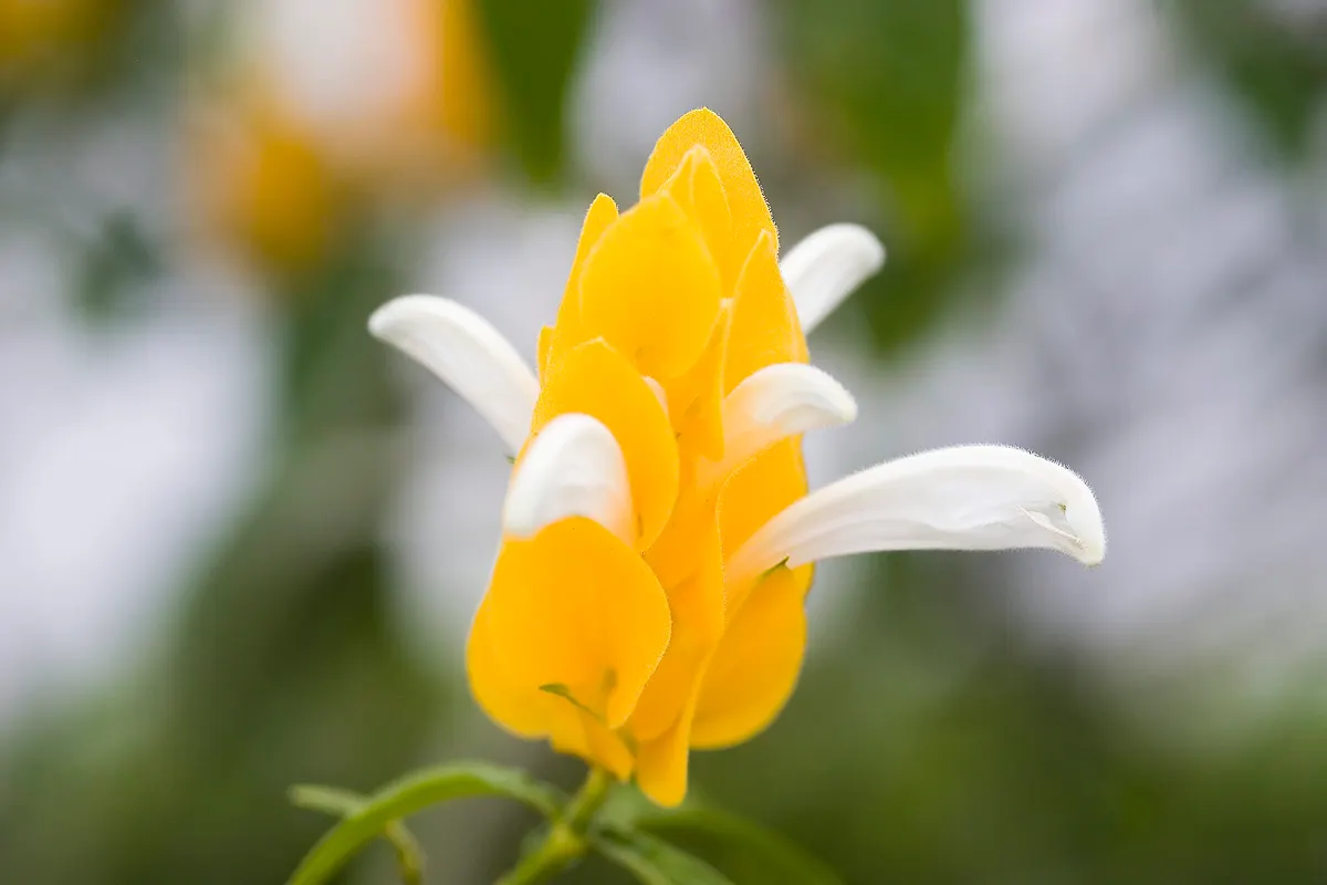 Golden Shrimp Plant (Pachystachys Lutea) — which resemble the shape of shrimp; shrub for full or half, image 145