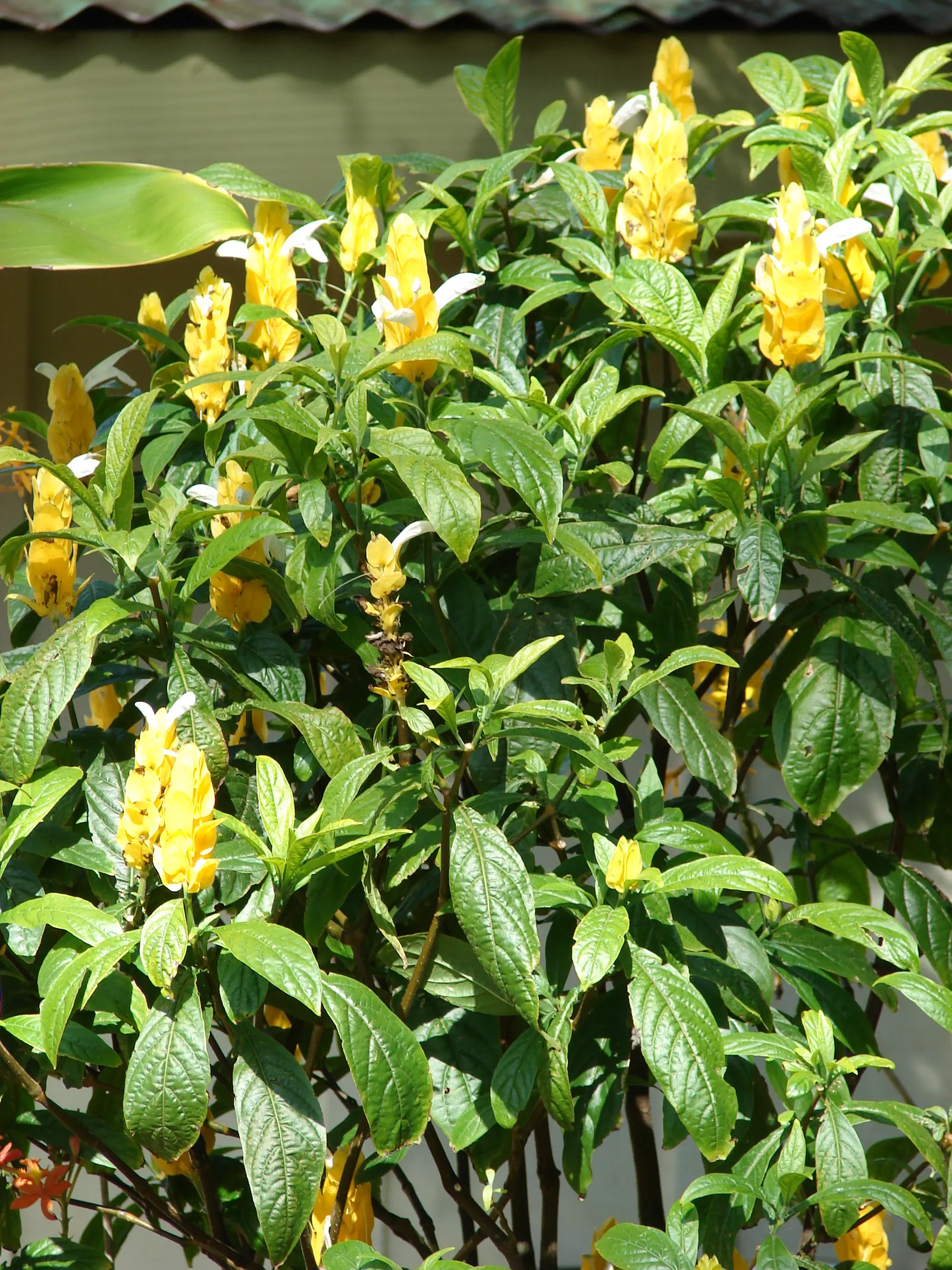 Golden Shrimp Plant (Pachystachys Lutea) — create a lush backdrop for the distinctive flowers.<br><br>Blooming primarily in the summer and fall; this striking
