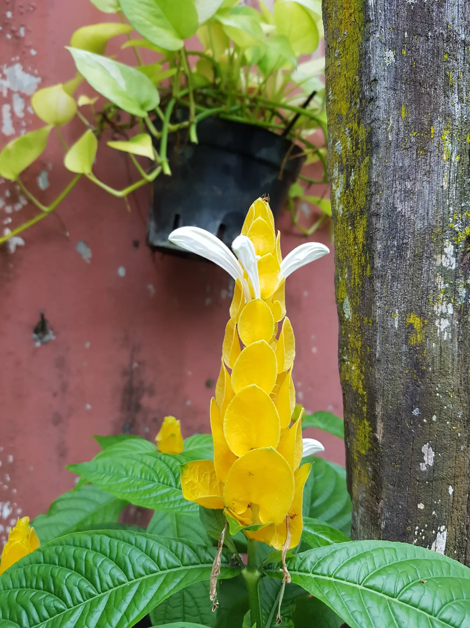 Golden Shrimp Plant (Pachystachys Lutea) — This hummingbird attractor prefers moist, well-drained soil; maintaining even moisture without, image 135