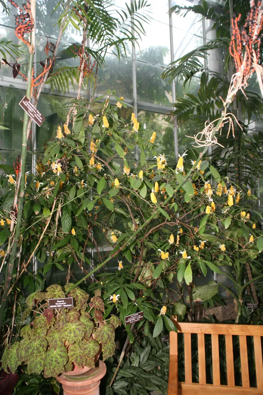 Golden Shrimp Plant (Pachystachys Lutea) — shrub with yellow blooms; the plant presents showy flower spikes adorned with bright golden-yellow bracts, image 87