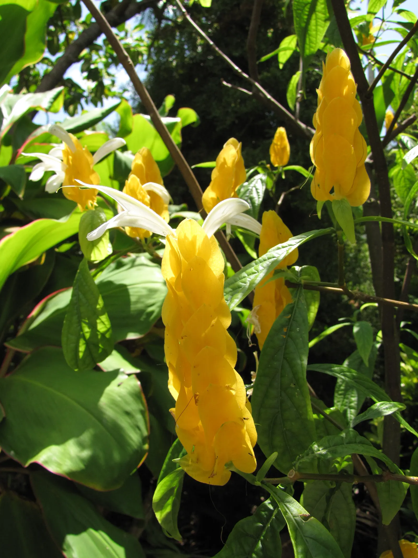 Golden Shrimp Plant (Pachystachys Lutea) — Its upright growth habit and lance-shaped