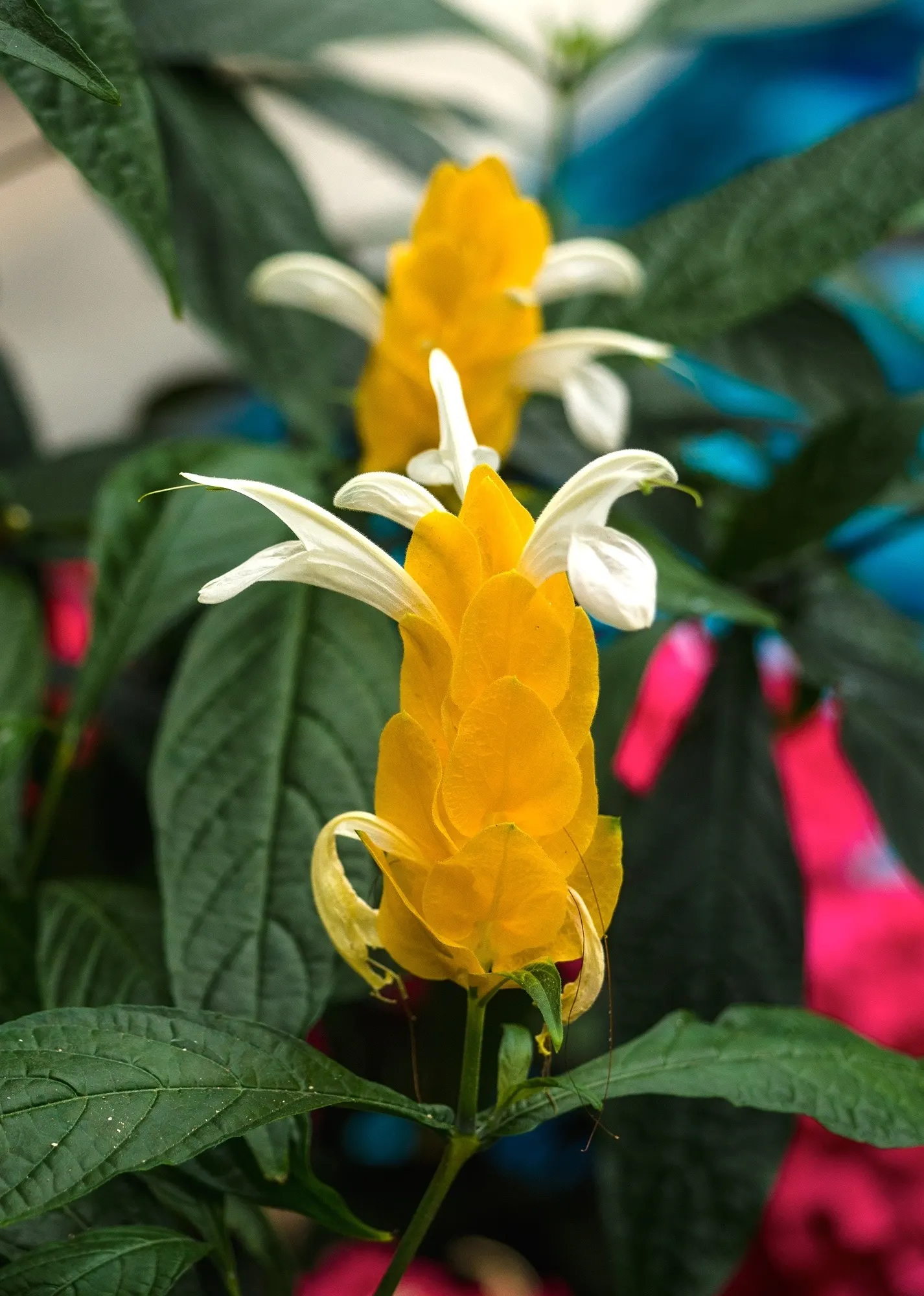 Golden Shrimp Plant (Pachystachys Lutea) — shrub for full or half