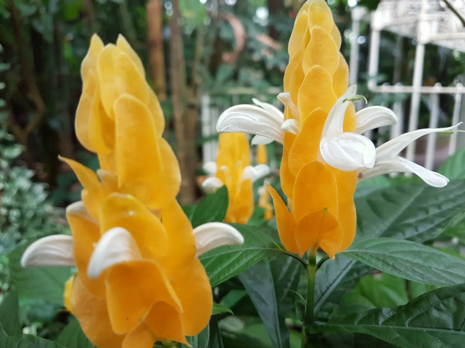 Golden Shrimp Plant (Pachystachys Lutea) — each measuring 3 to 6 inches in length; is a vibrant tropical perennial showcasing showy yellow bracts, image 54
