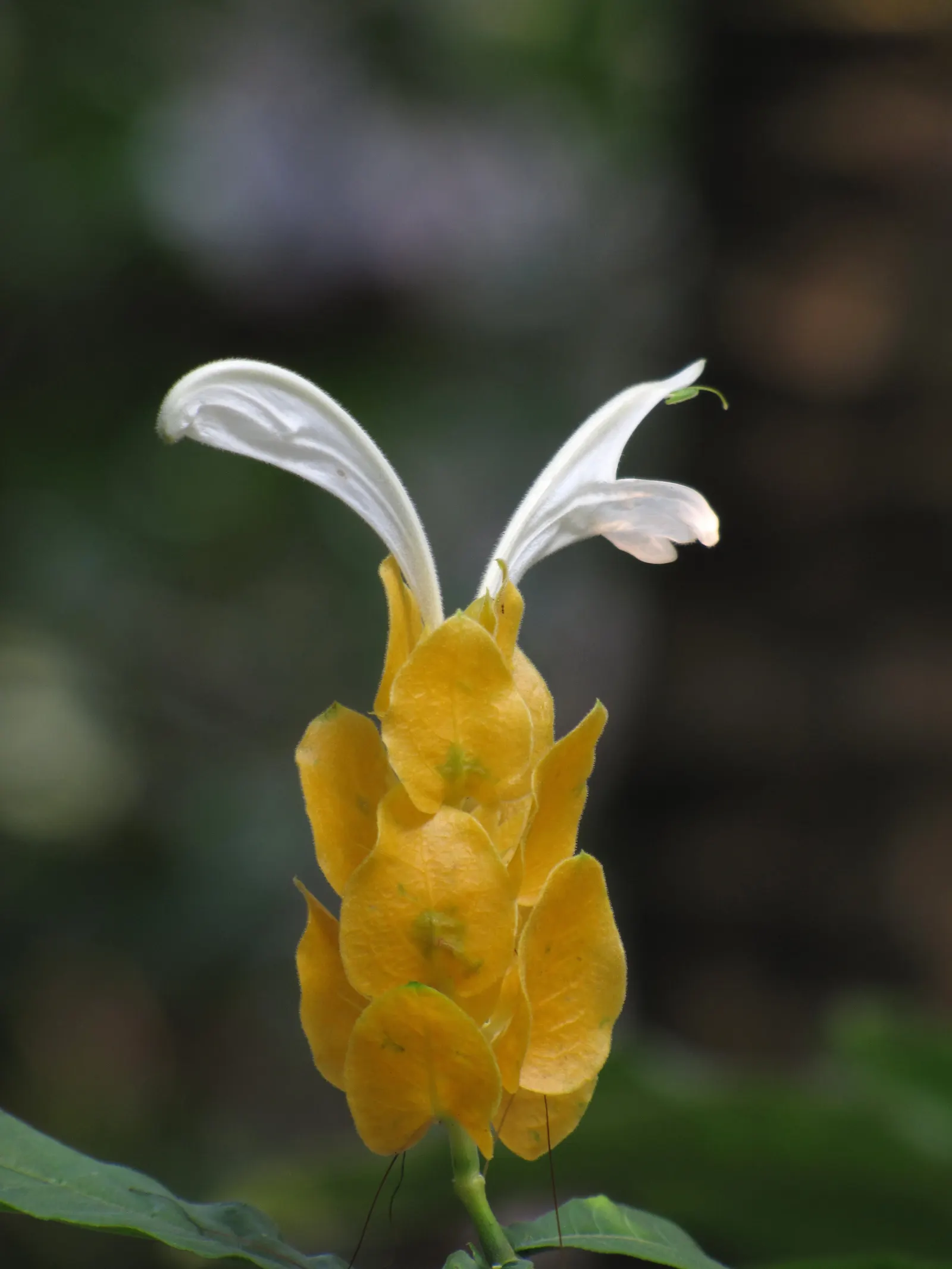 Golden Shrimp Plant (Pachystachys Lutea) — Within these bracts, small white flowers emerge, offering a delightful contrast; native to the warm, image 124