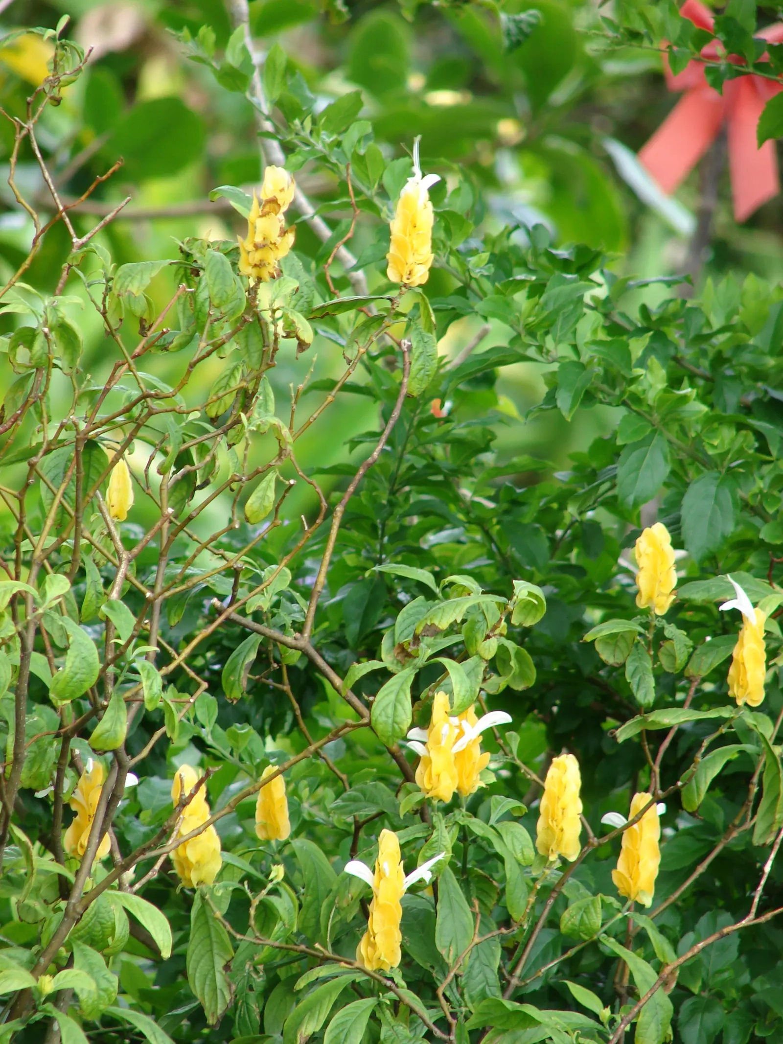 Golden Shrimp Plant (Pachystachys Lutea) — yellow flowers in the garden; scientifically known as Pachystachys lutea