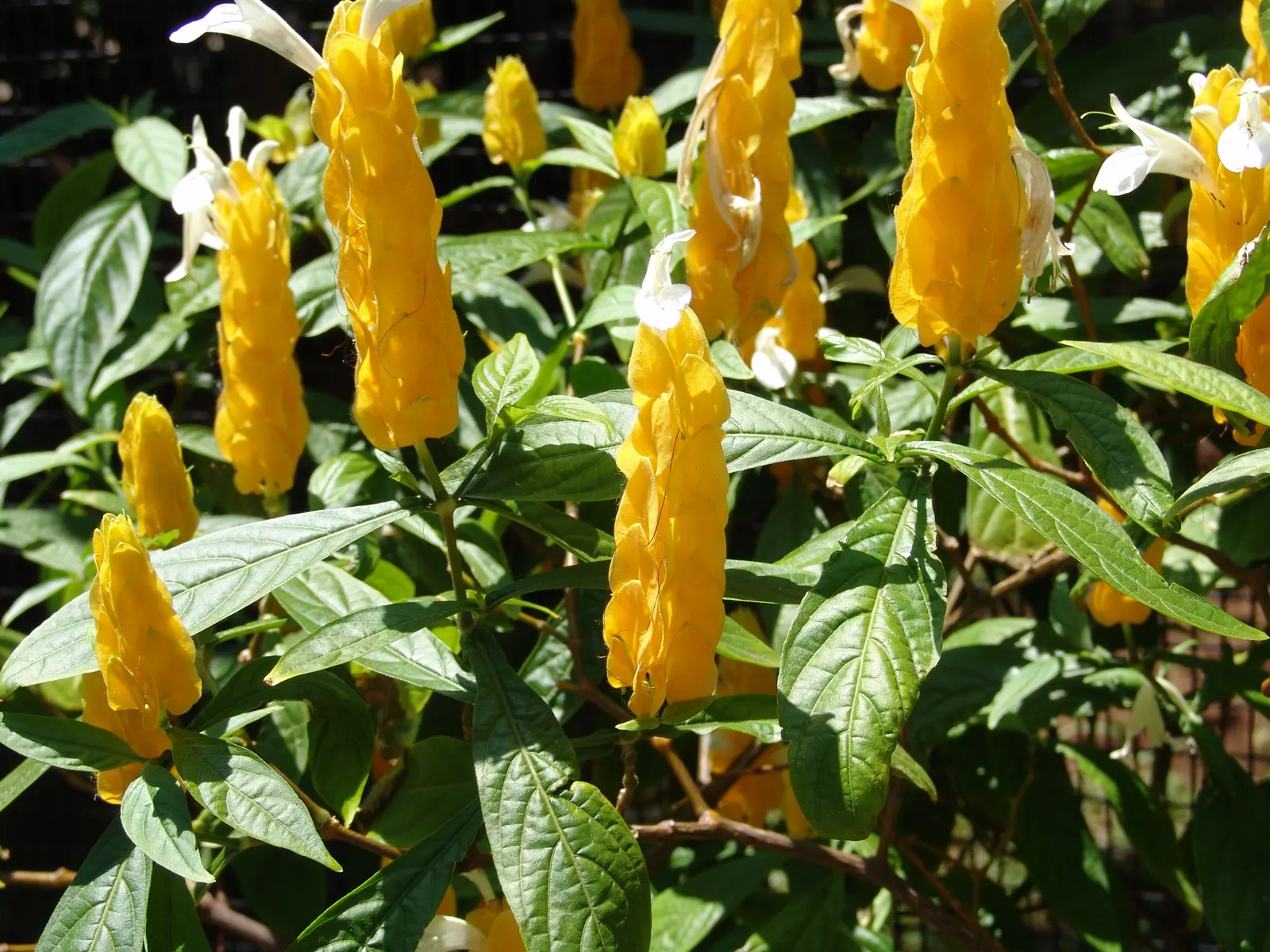 Golden Shrimp Plant (Pachystachys Lutea) — Native to the warm habitats of Peru; it thrives in partial shade, reaching 3-4 ft in height and 2-3 ft, image 139
