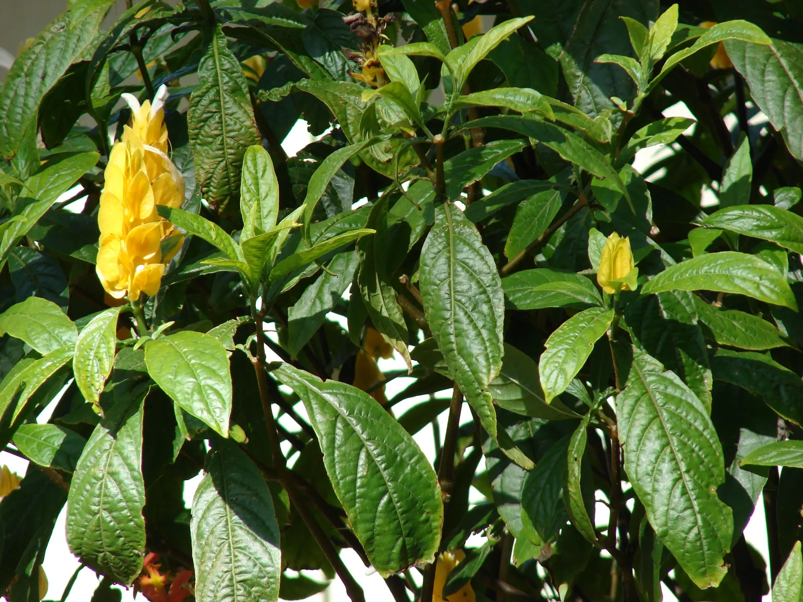 Golden Shrimp Plant (Pachystachys Lutea) — fertile soil with a regular watering schedule; is a vibrant tropical perennial that offers a unique aesthetic appeal