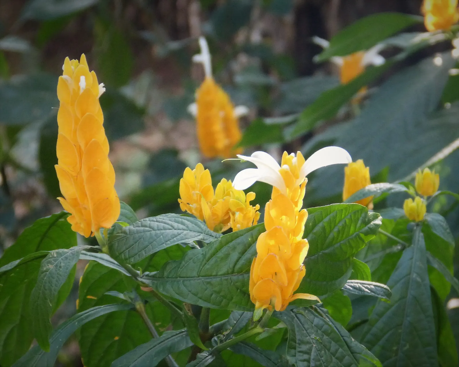 Golden Shrimp Plant (Pachystachys Lutea) — preferring partial shade but can tolerate full sun in cooler climates.<br><br>For optimal growth; shrub, image 148