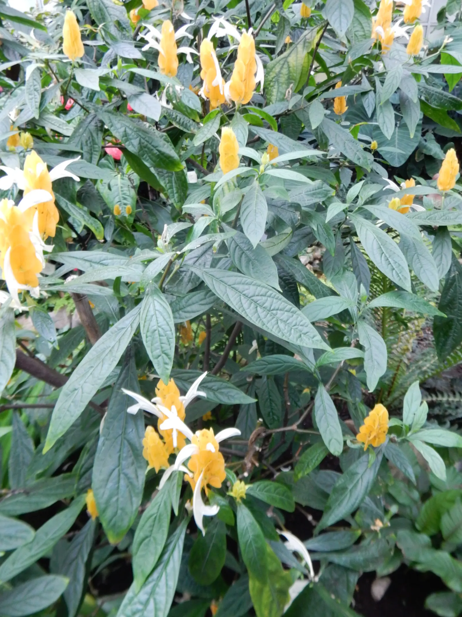 Golden Shrimp Plant (Pachystachys Lutea) — the plant presents showy flower spikes adorned with bright golden-yellow bracts; the Golden Shrimp Plant, image 122