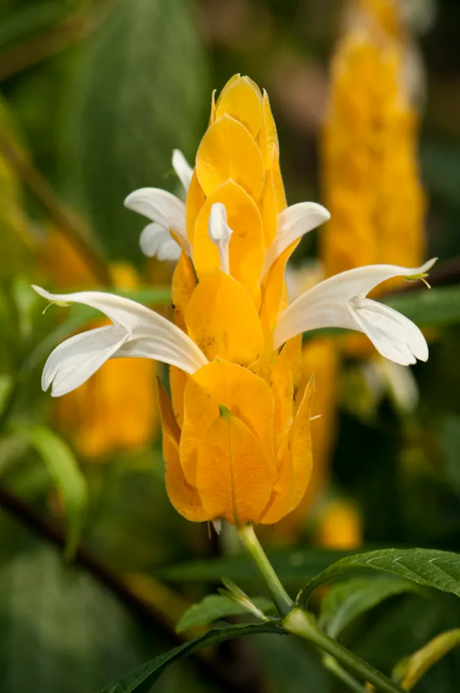 Golden Shrimp Plant (Pachystachys Lutea) — This hummingbird attractor prefers moist, well-drained soil; maintaining even moisture without, image 69