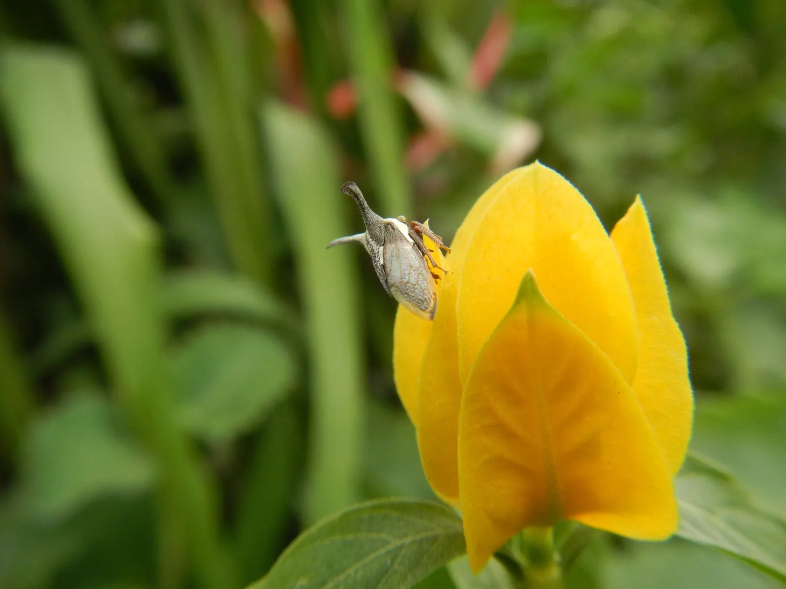Golden Shrimp Plant (Pachystachys Lutea) — create a lush backdrop for the distinctive flowers.<br><br>Blooming primarily in the summer and fall, image 143