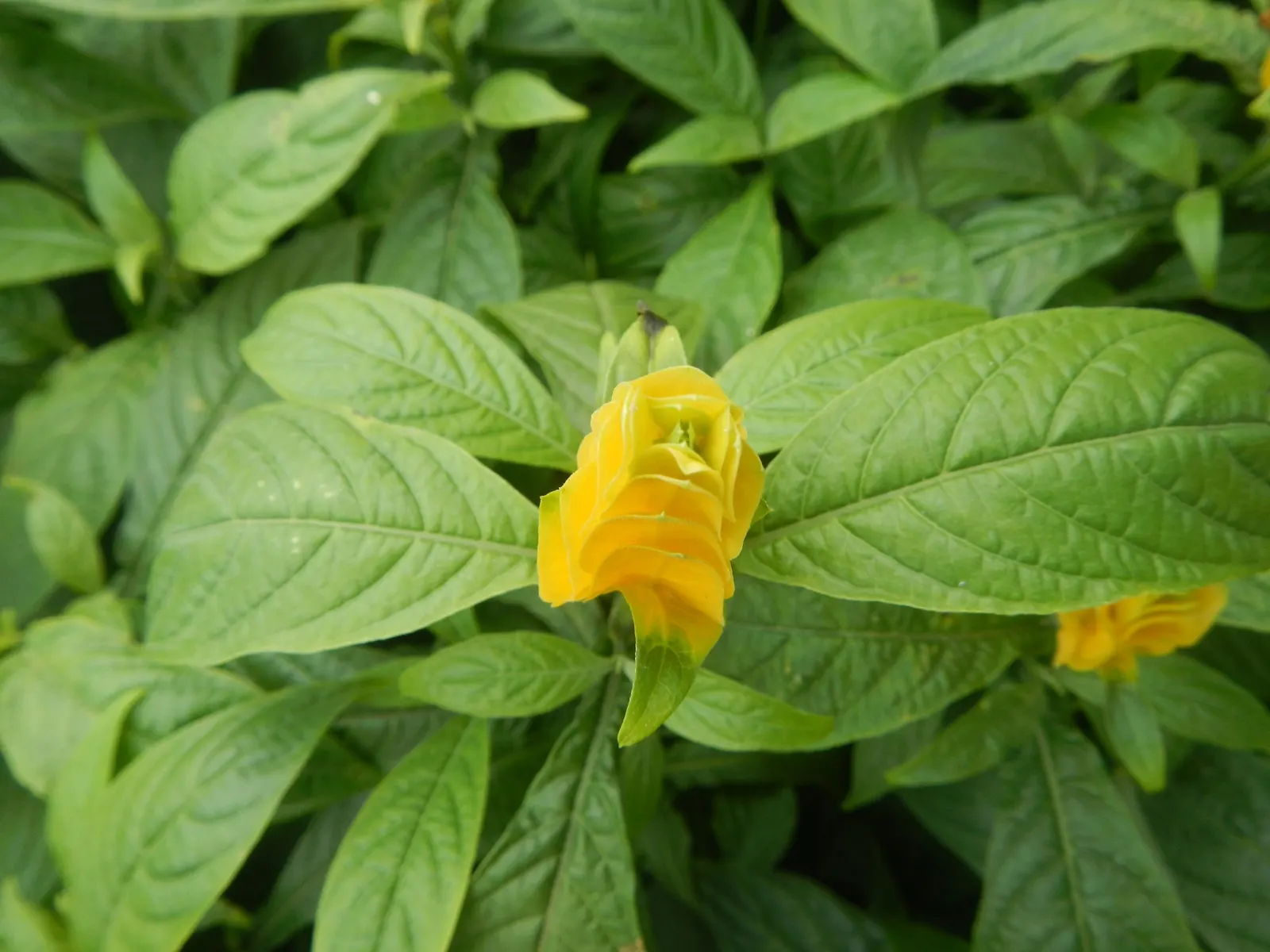 Golden Shrimp Plant (Pachystachys Lutea) — is a vibrant tropical perennial that offers a unique aesthetic appeal to any landscape design; fertile, image 138