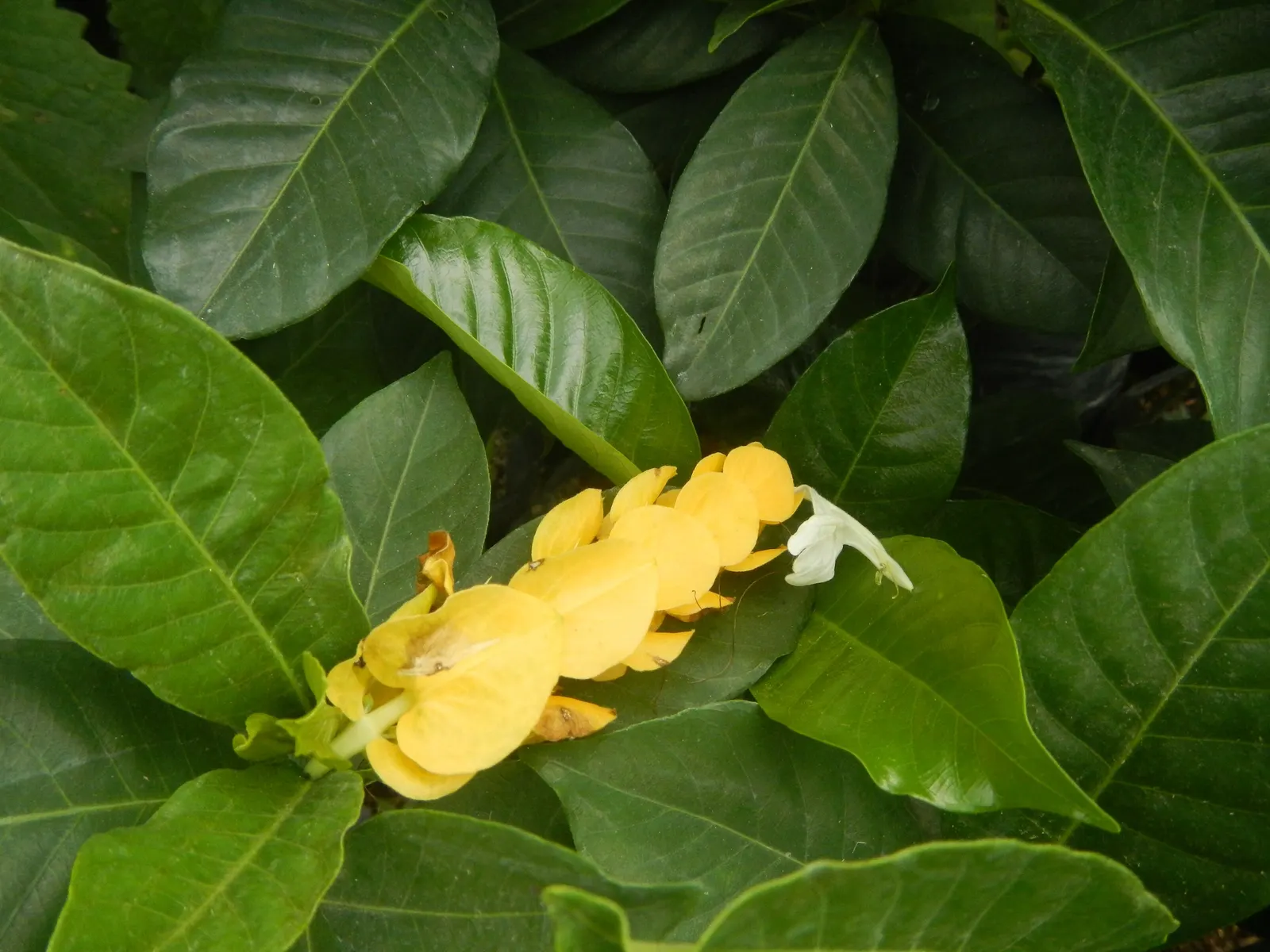 Golden Shrimp Plant (Pachystachys Lutea) — The Golden Shrimp Plant thrives in USDA Hardiness Zones 9 to 11; within these bracts, small white, image 59