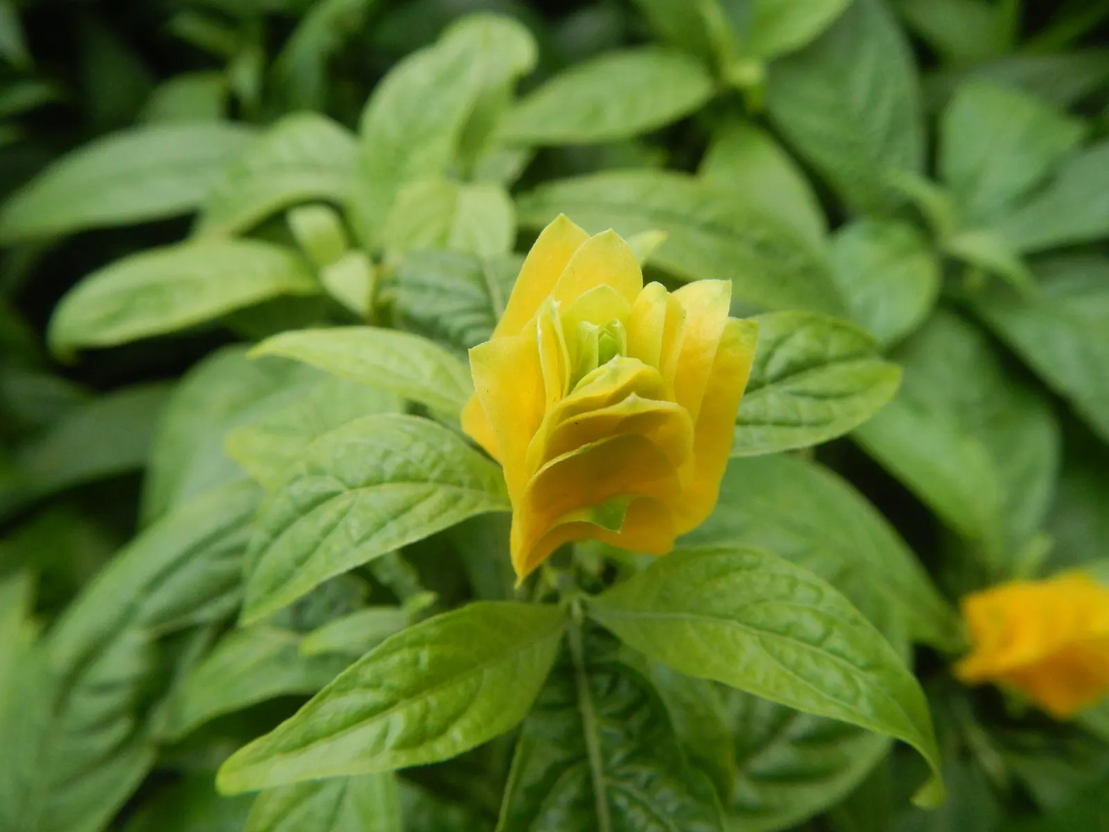 Golden Shrimp Plant (Pachystachys Lutea) — is a vibrant tropical perennial showcasing showy yellow bracts with white flowers