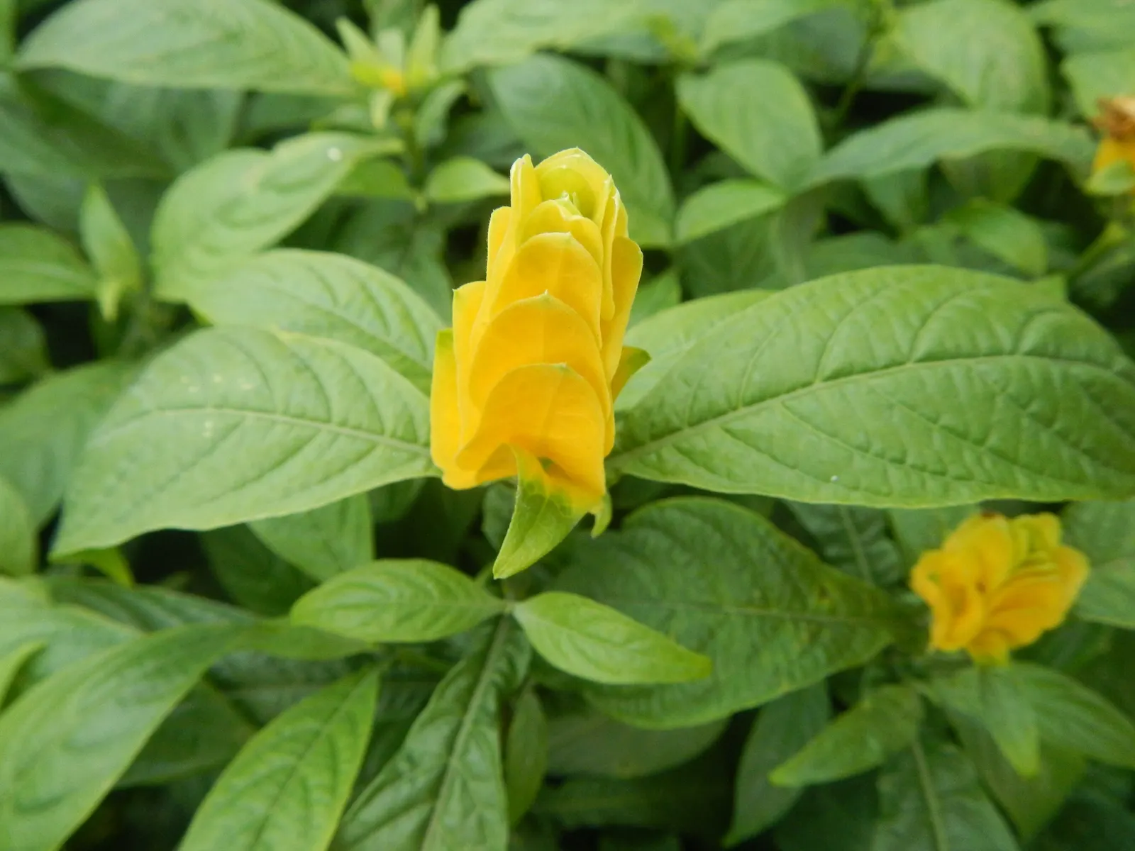 Golden Shrimp Plant (Pachystachys Lutea) — scientifically known as Pachystachys lutea; each measuring 3 to 6 inches in length, image 93