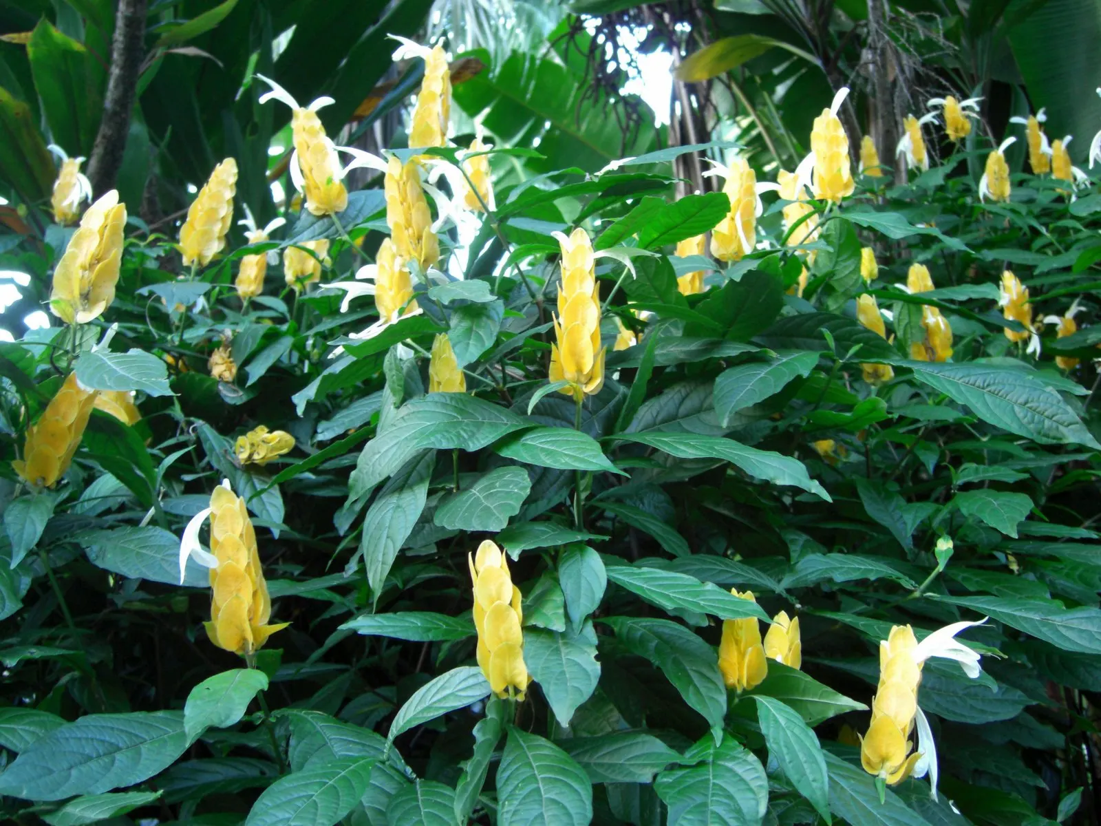 Golden Shrimp Plant (Pachystachys Lutea) — preferring partial shade but can tolerate full sun in cooler climates.<br><br>For optimal growth
