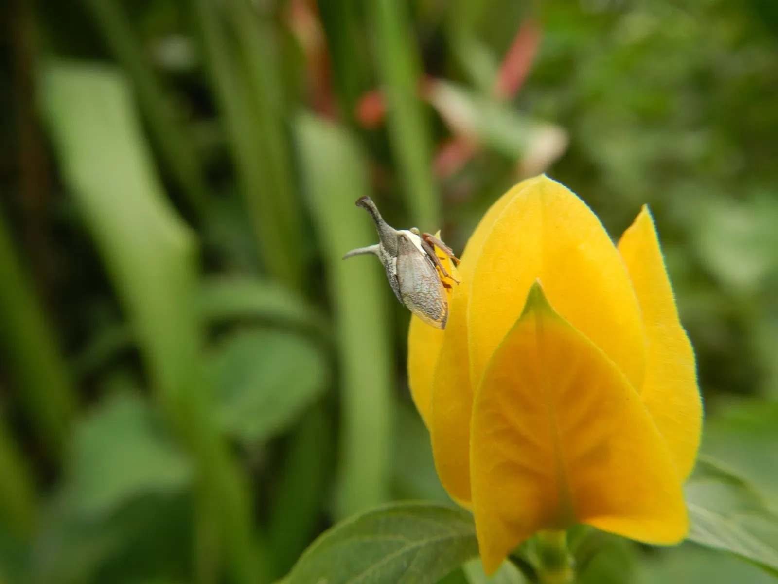 Golden Shrimp Plant (Pachystachys Lutea) — This hummingbird attractor prefers moist, well-drained soil; maintaining even moisture without, image 113